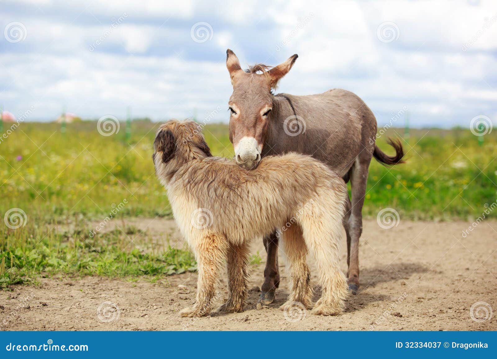 Dog and Donkey stock image. Image of donkey, nature, small 32334037