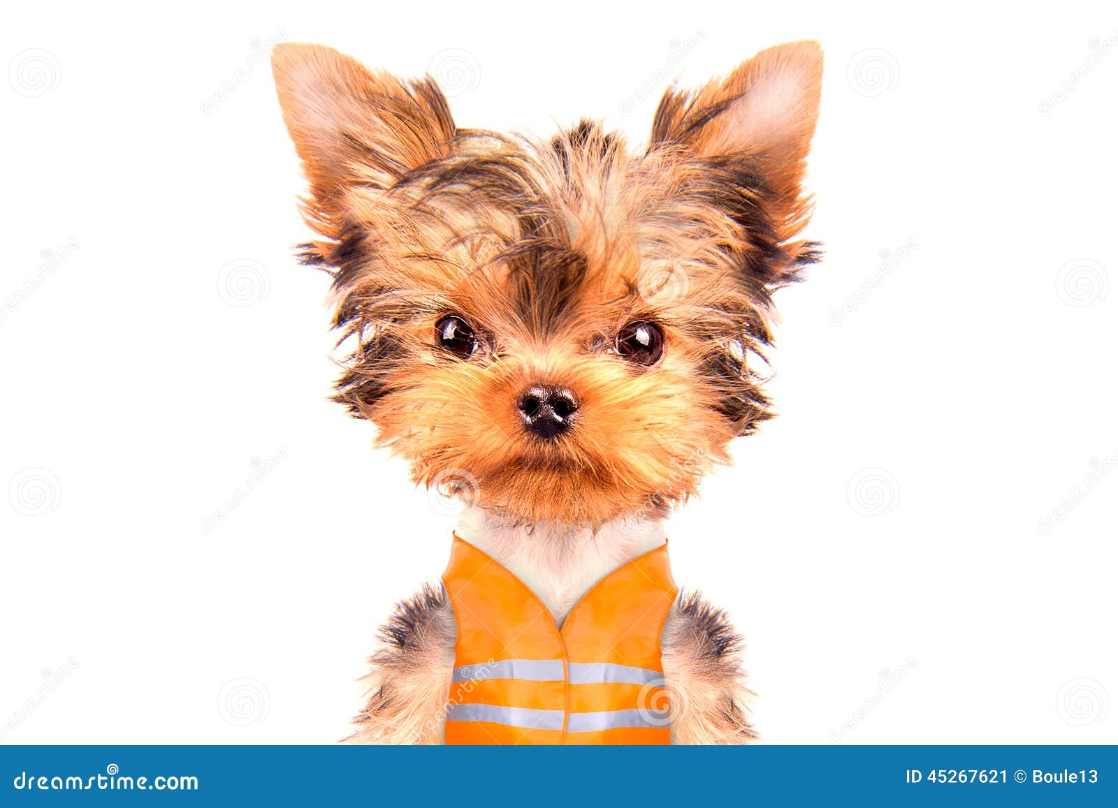 Dog dressed as builder stock image. Image of pedigreed 45267621