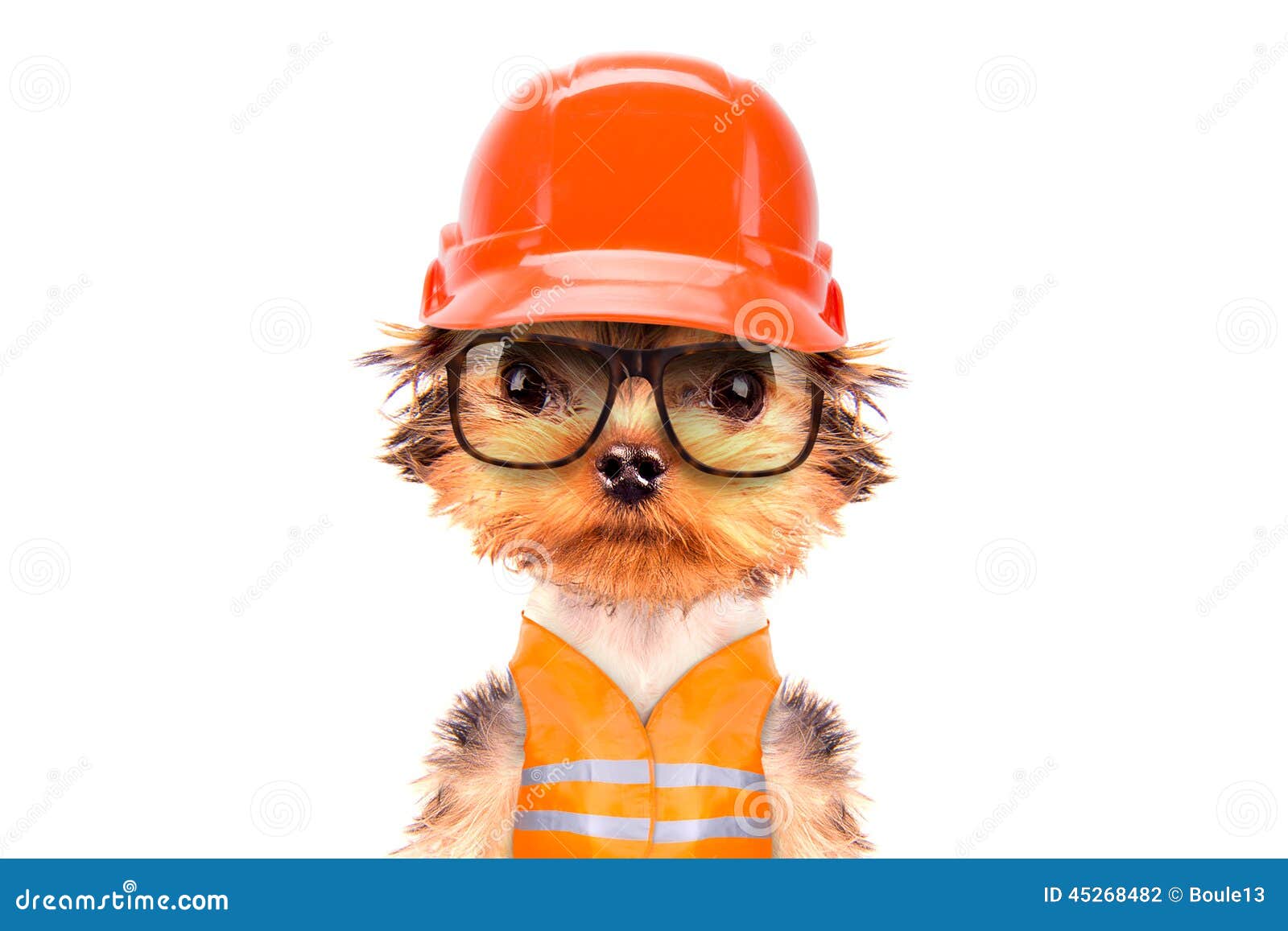 Dog dressed as builder stock photo. Image of funny, construction 45268482