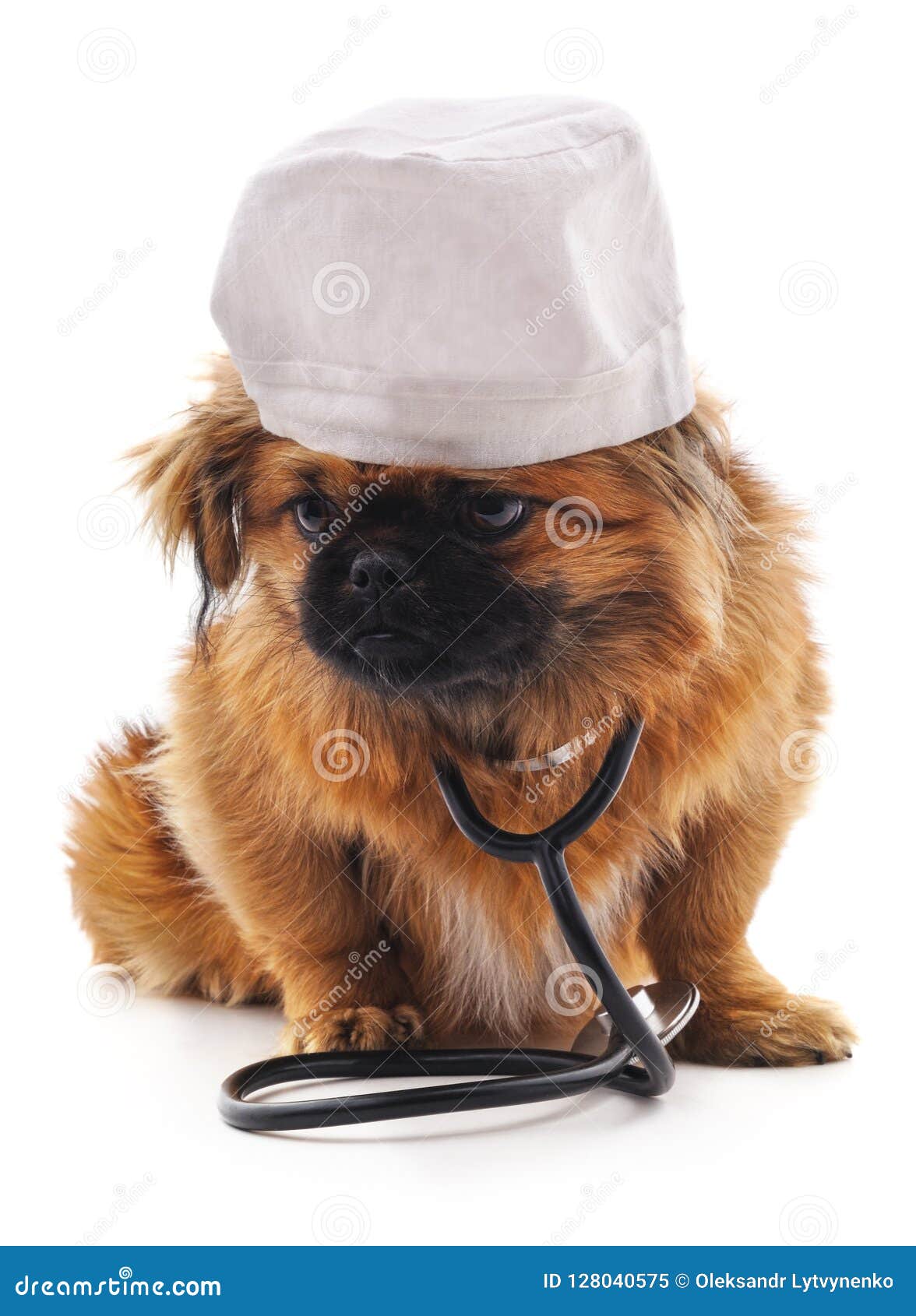 Dog dressed as a doctor. stock image. Image of pets 128040575
