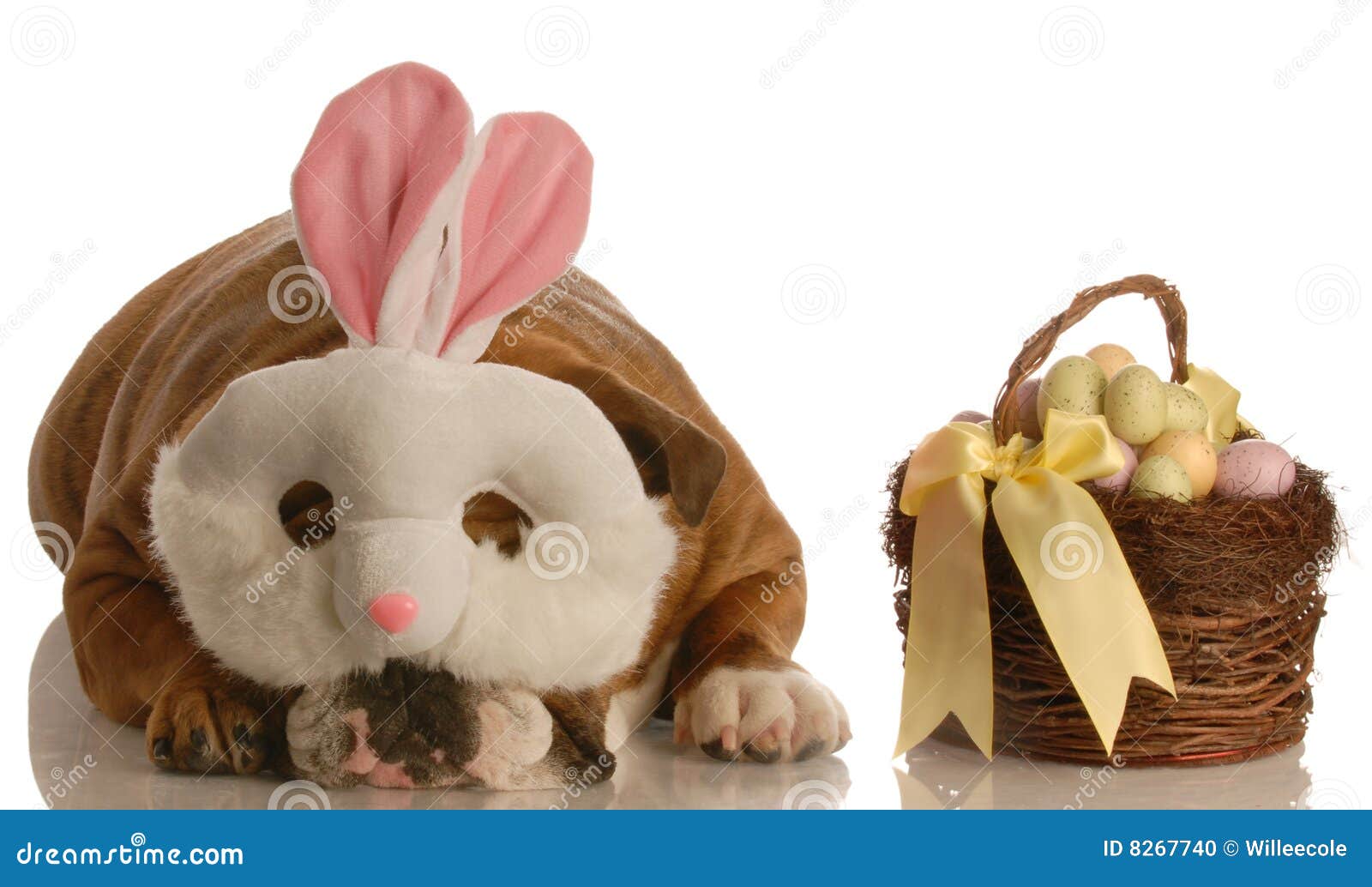 Dog Dressed As Easter Bunny Stock Photo Image of expression, ears