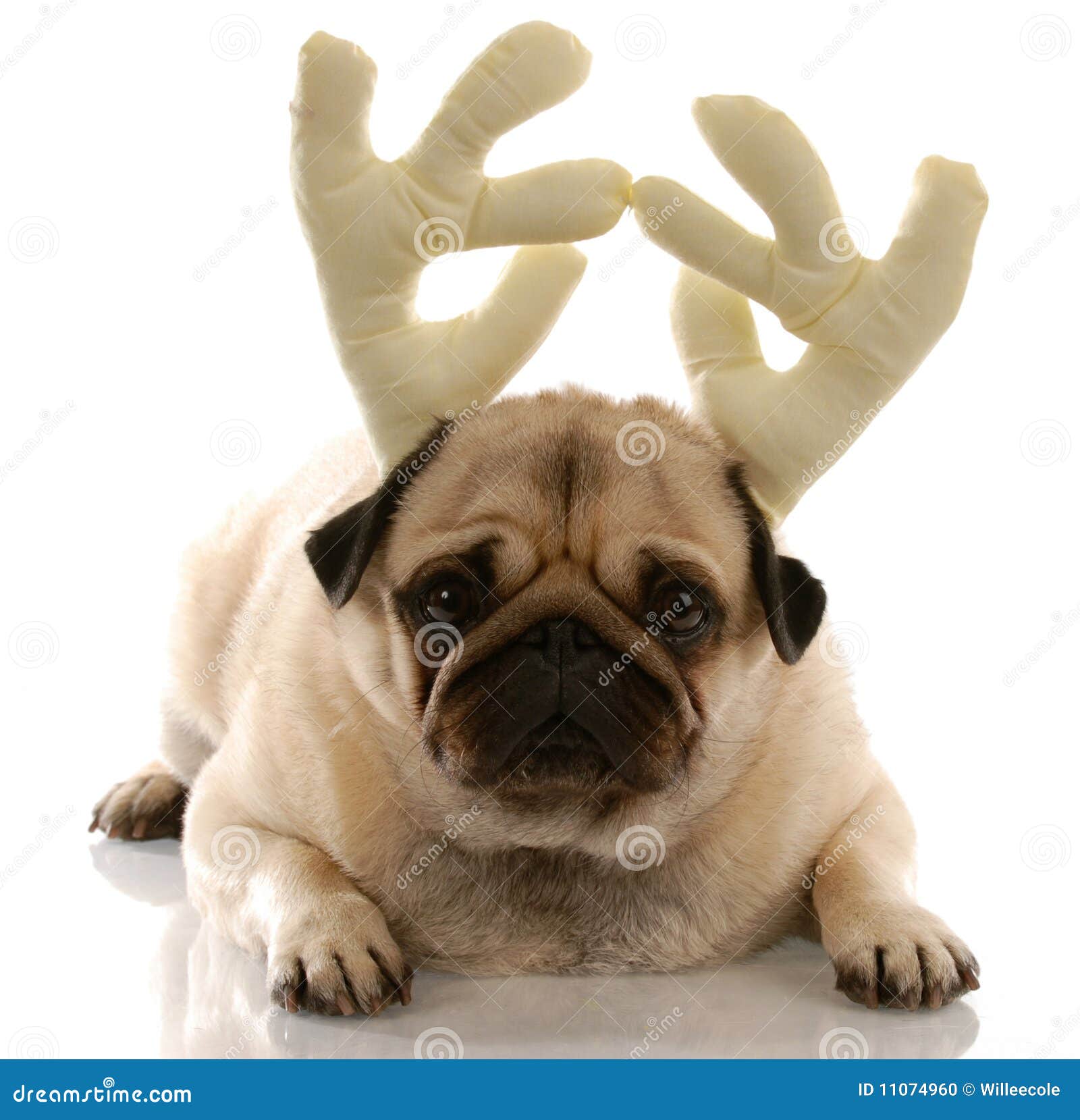 Dog Dressed As Rudolph Stock Photo - Image: 11074960