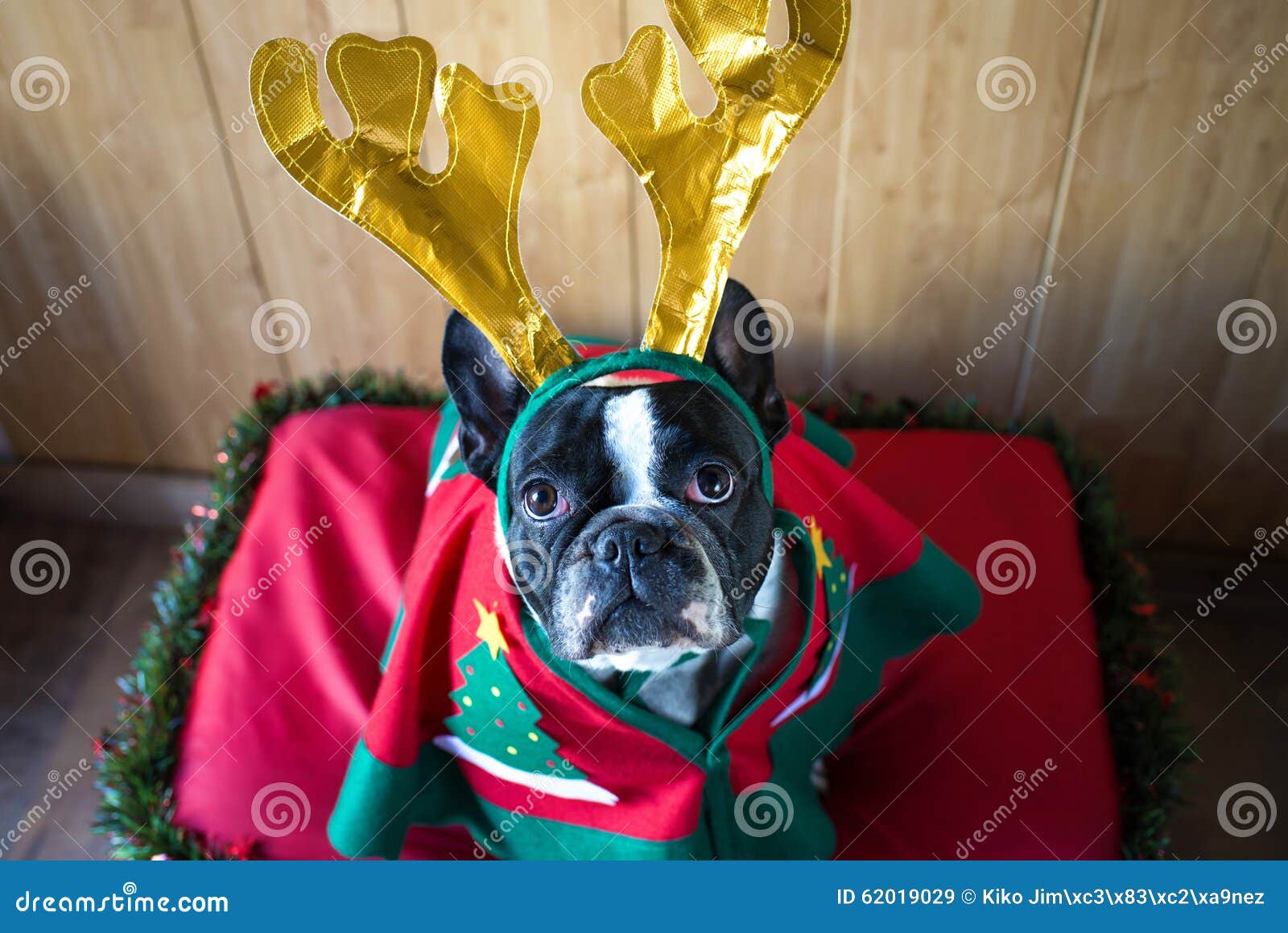 Dog dressed for Christmas stock image. Image of xmas 62019029