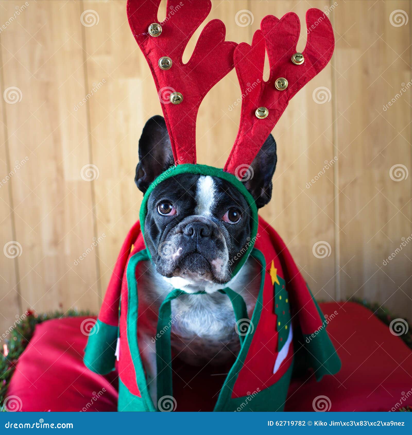 Dog dressed for Christmas stock photo. Image of xmas 62719782