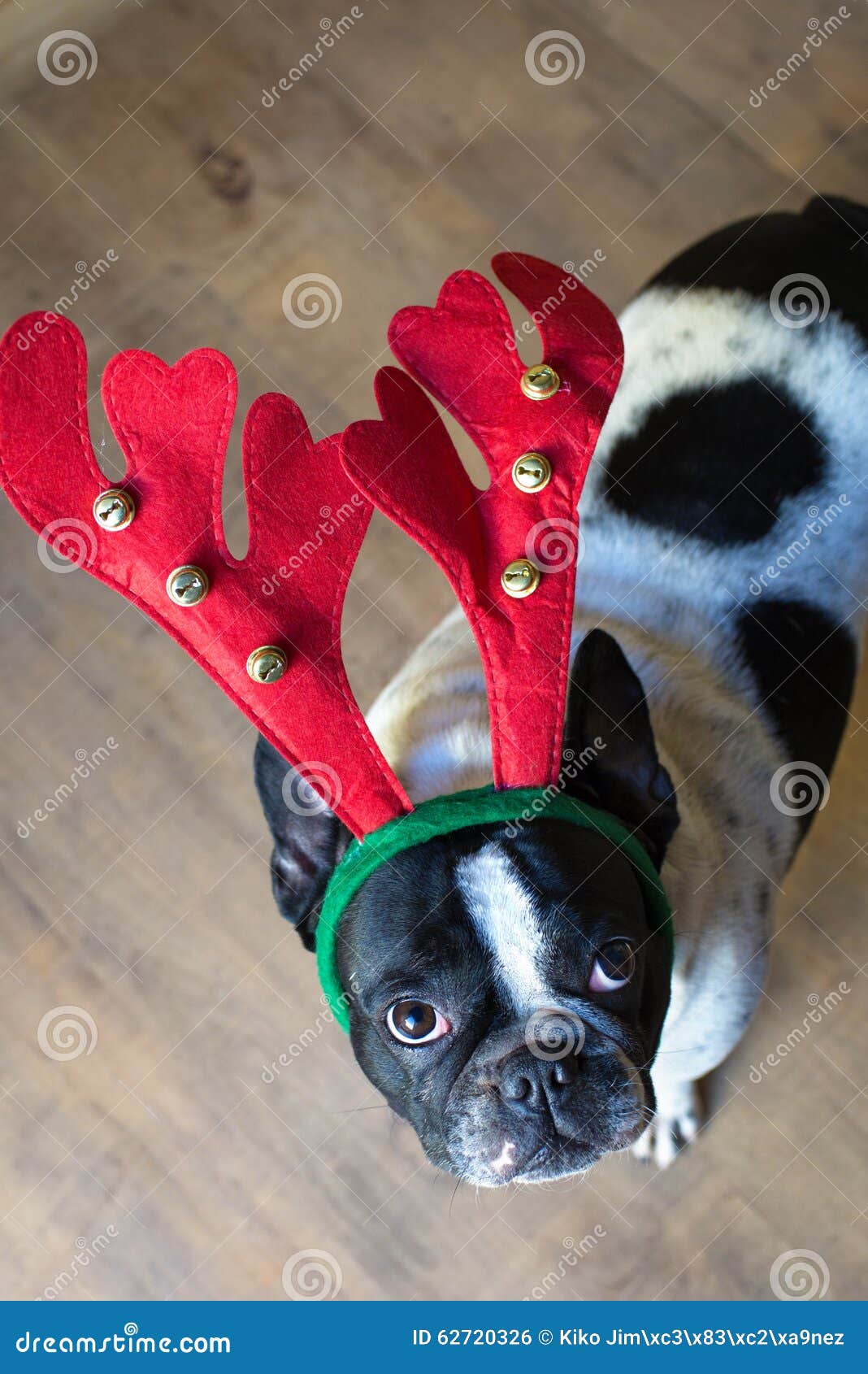 Dog dressed for Christmas stock photo. Image of portrait 62720326