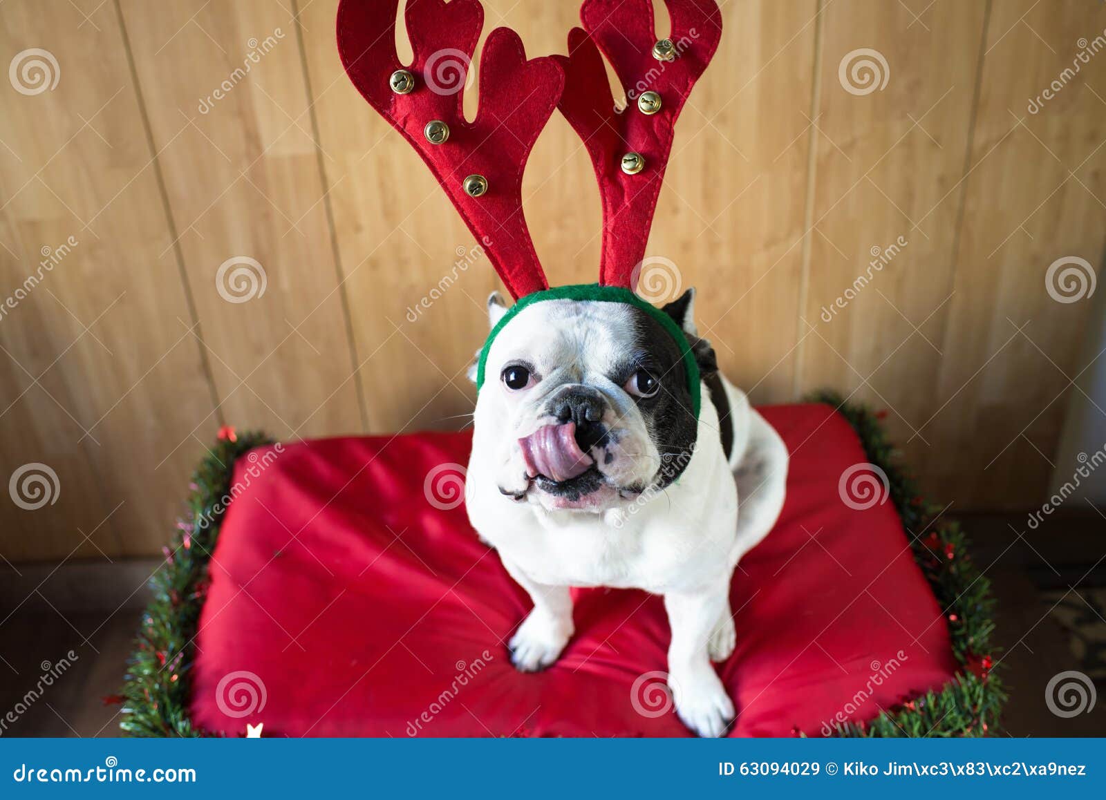 Dog dressed for Christmas stock image. Image of costume 63094029