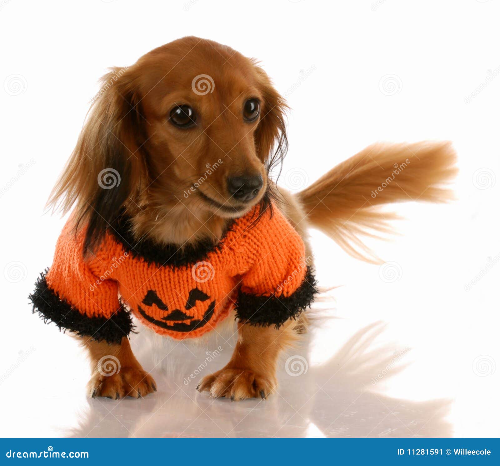 Dog dressed for halloween stock image. Image of harvest 11281591
