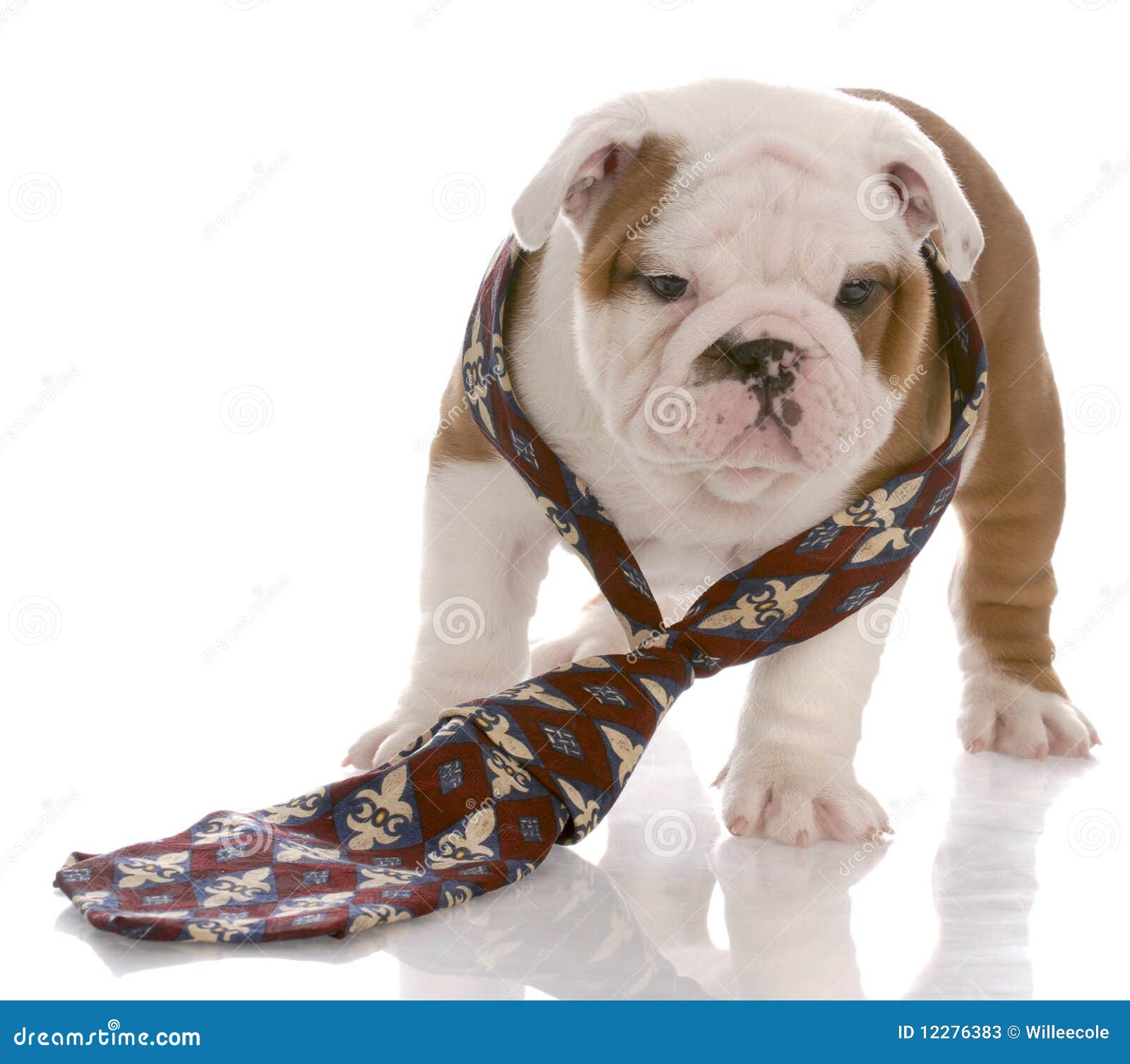 Dog dressed in man s tie stock image. Image of obedient 12276383