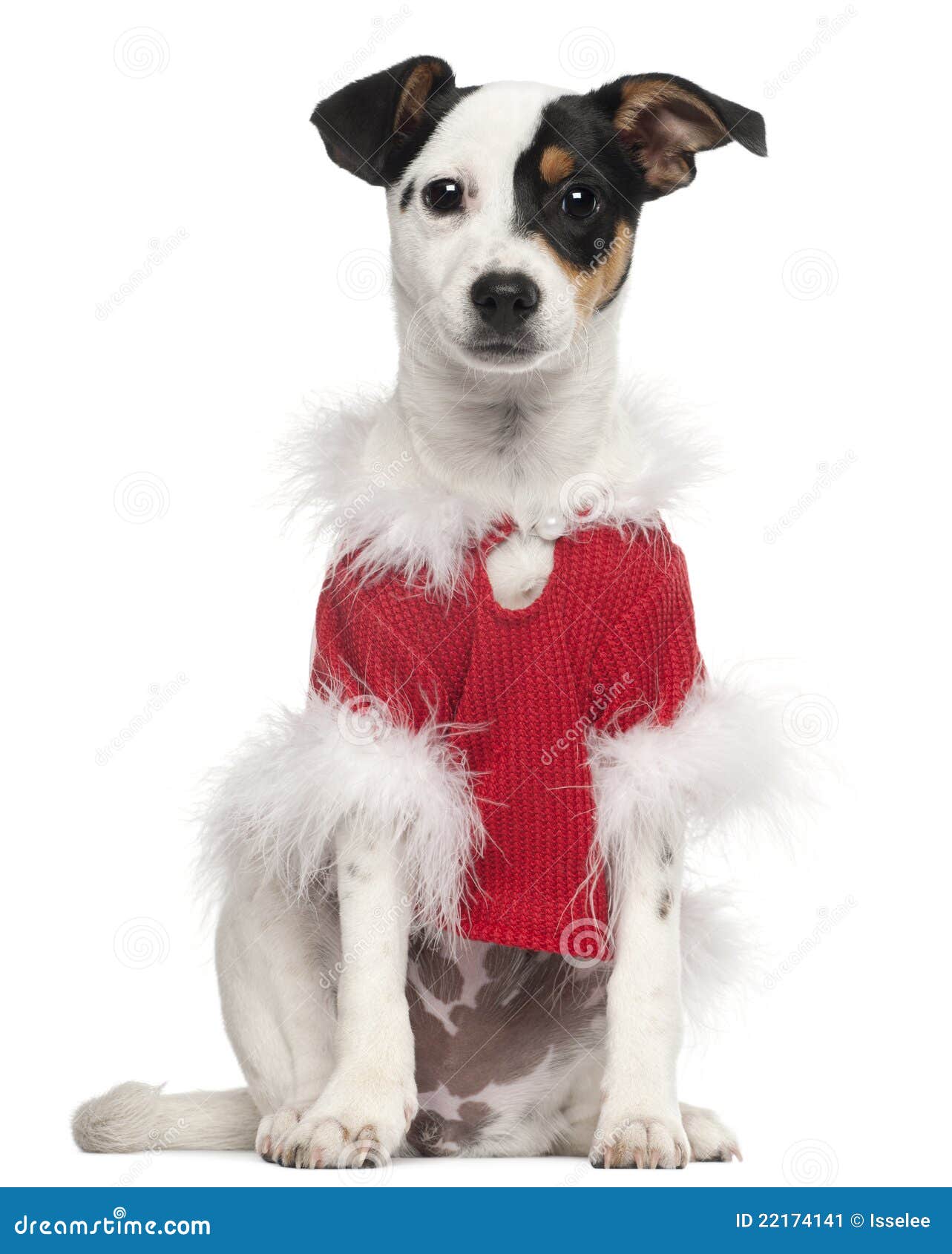 Dog Dressed In Red Christmas Outfit Stock Image Image of purebred