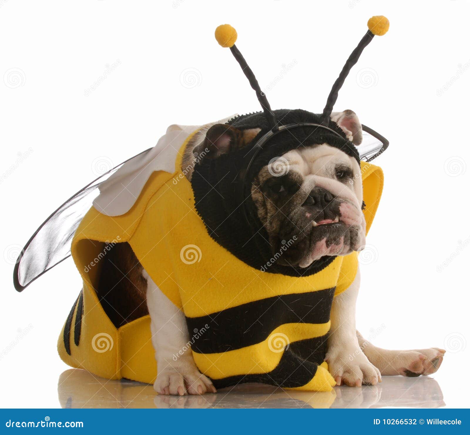 free clipart dog dressed up - photo #36