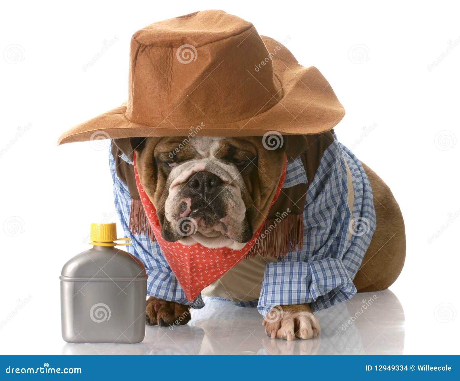 Dog dressed up as a cowboy stock photo. Image of english 12949334
