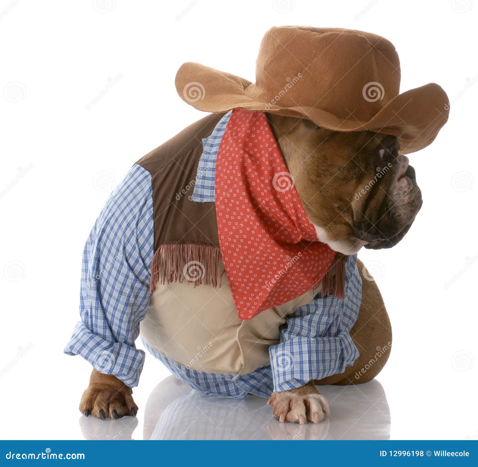 Dog dressed up as a cowboy stock photo. Image of breed 12996198