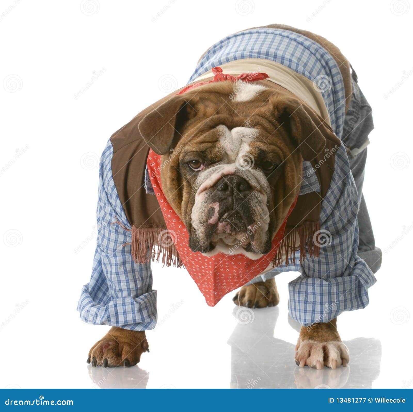 Dog dressed up as a cowboy stock image. Image of isolated 13481277