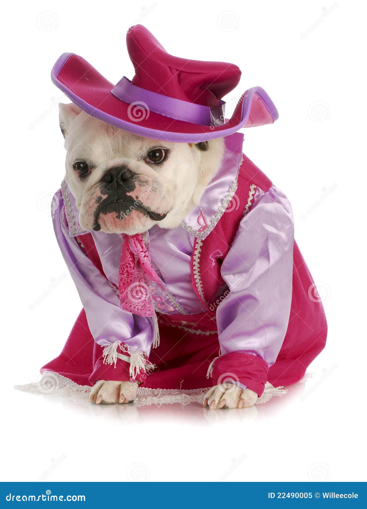 Dog dressed up as cowgirl stock image. Image of little 22490005