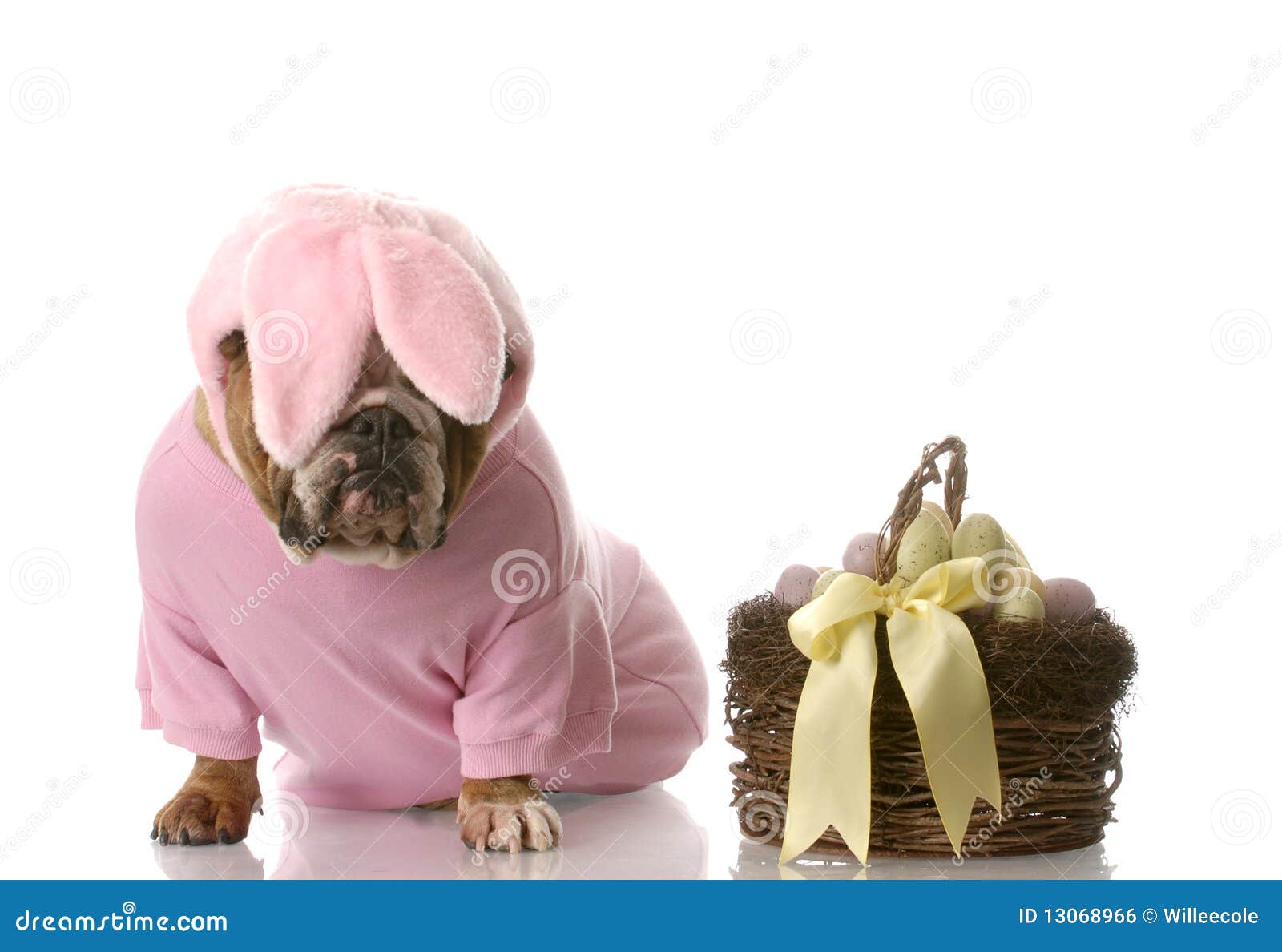 Dog Dressed Up As Easter Bunny Stock Photo Image of color, mask 13068966