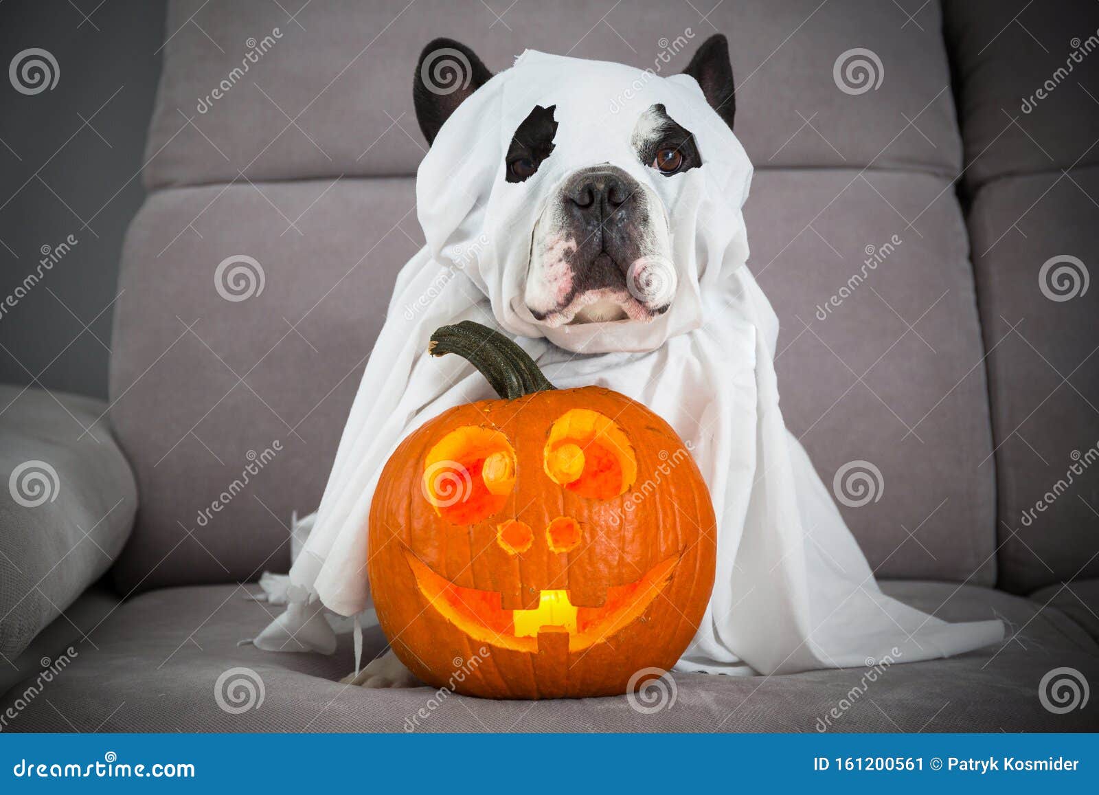 Bugt Daddy tvivl Dog Dressed Up As a Ghost and Halloween Glowing Pumpkin at Home Stock Image  - Image of fall, demon: 161200561