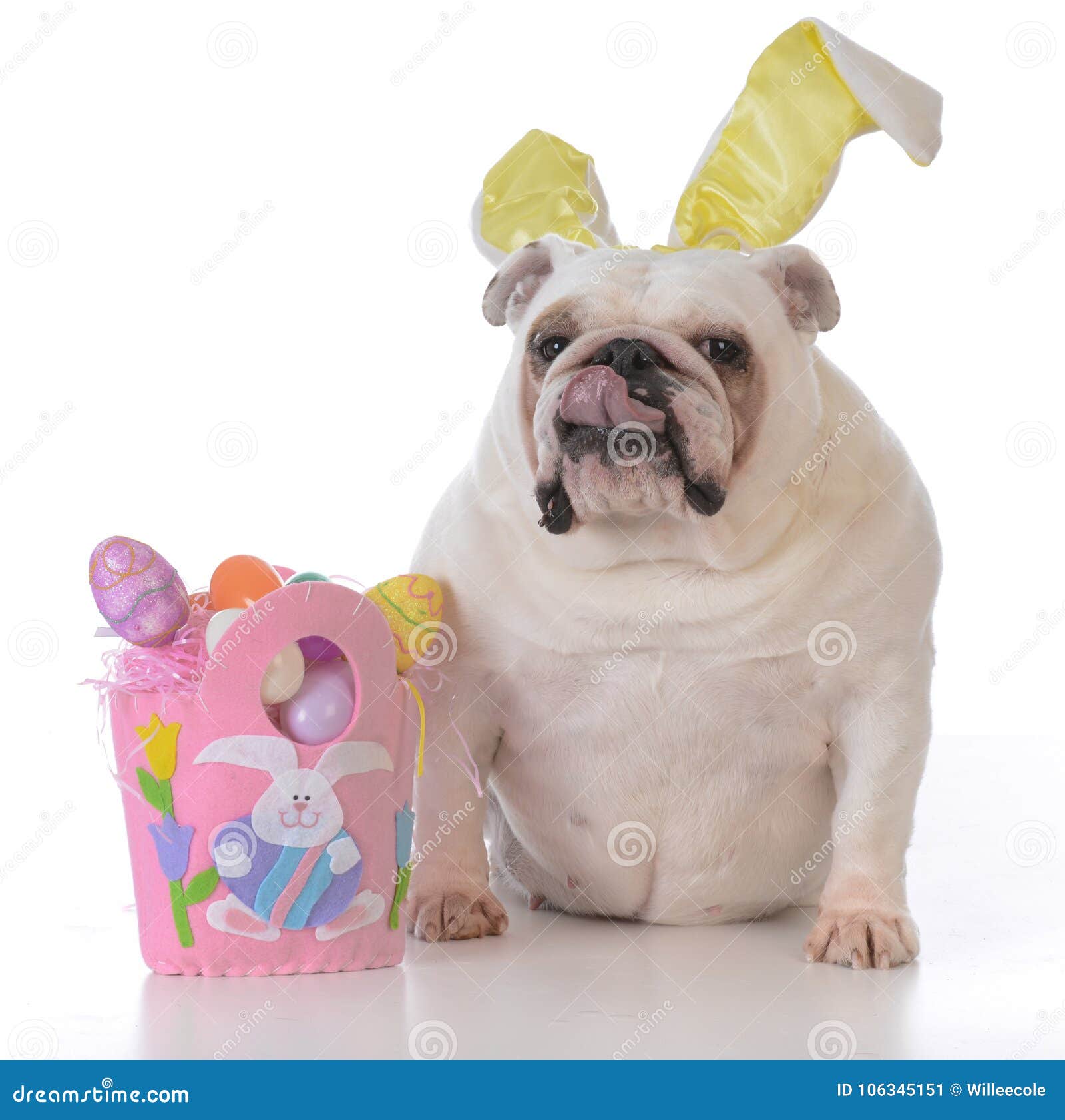Dog dressed up for easter stock image. Image of eggs 106345151
