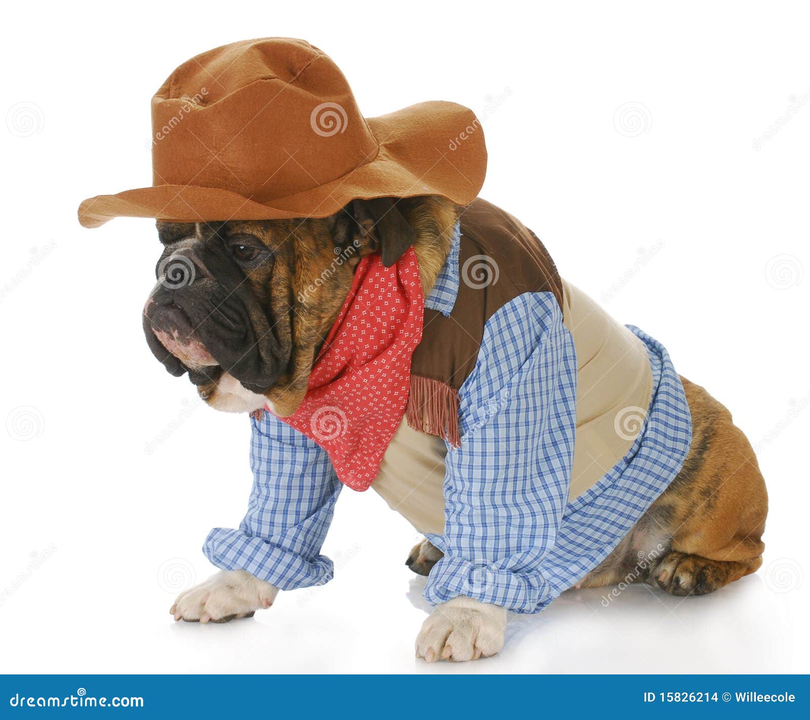 free clipart dog dressed up - photo #30