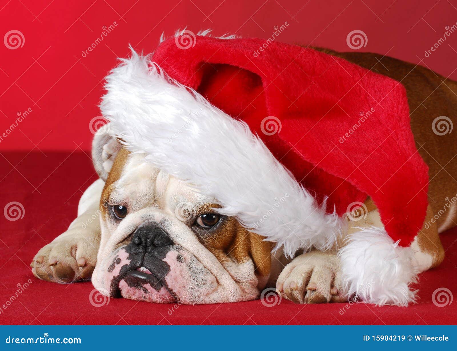 Dog dressed up like santa stock image. Image of bulldog 15904219