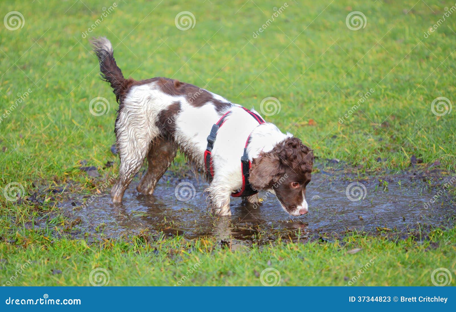 Dog drinking dirty water stock image. Image of protozoan 37344823