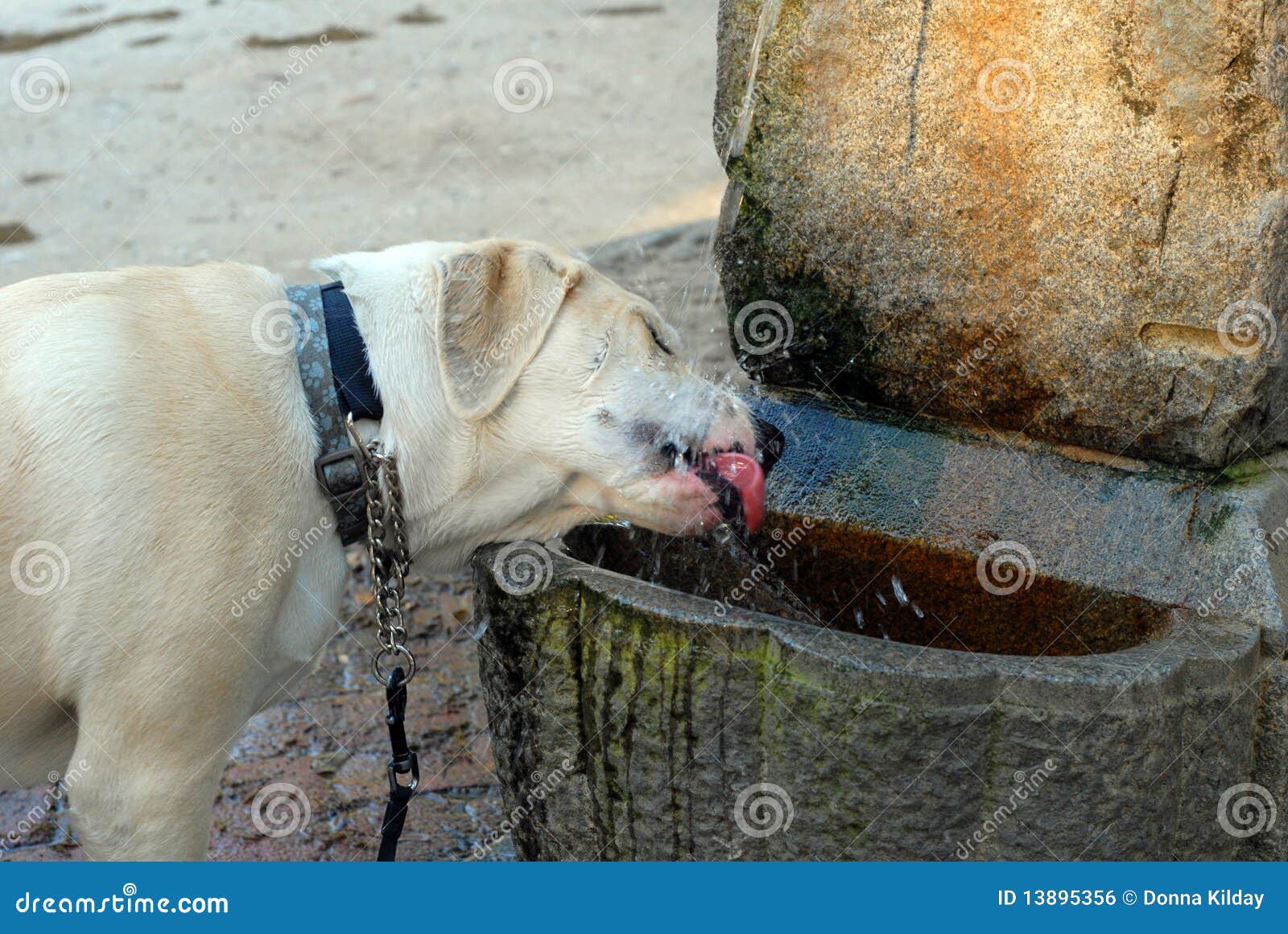 Dog drinking from fountain stock photo. Image of water 13895356