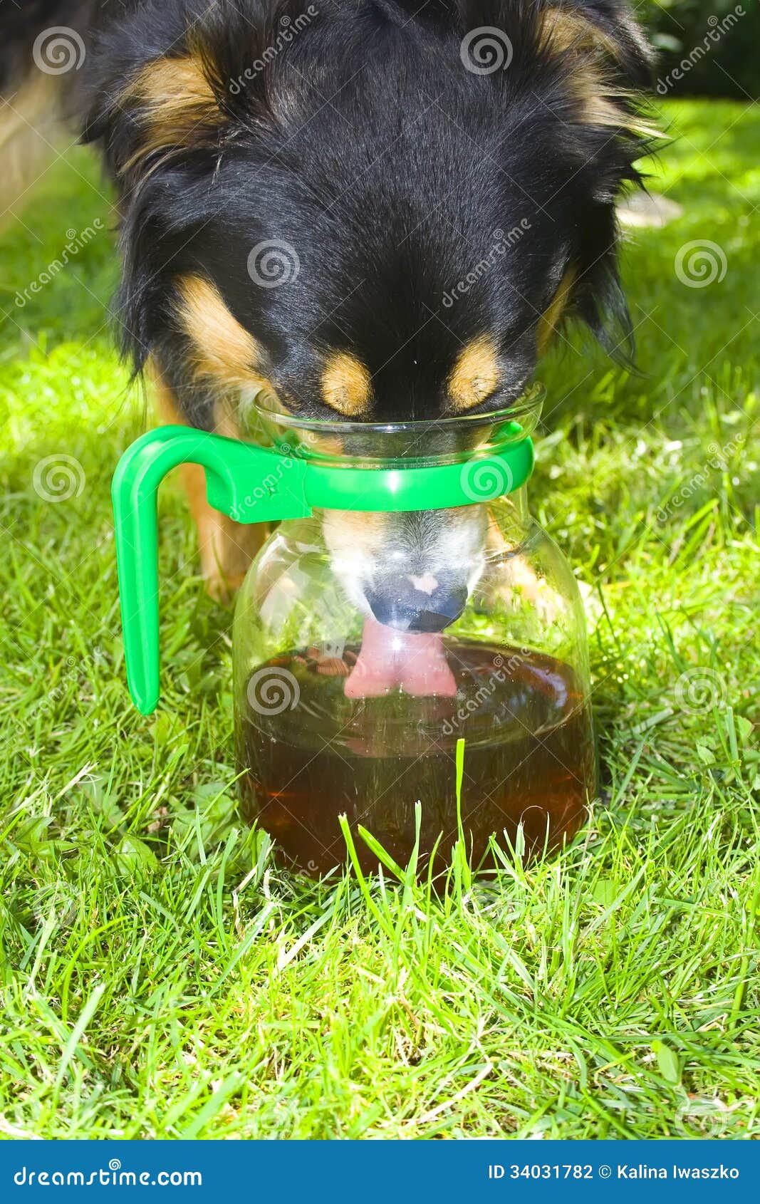 Dog drinking from jug stock photo. Image of funny, clever 34031782