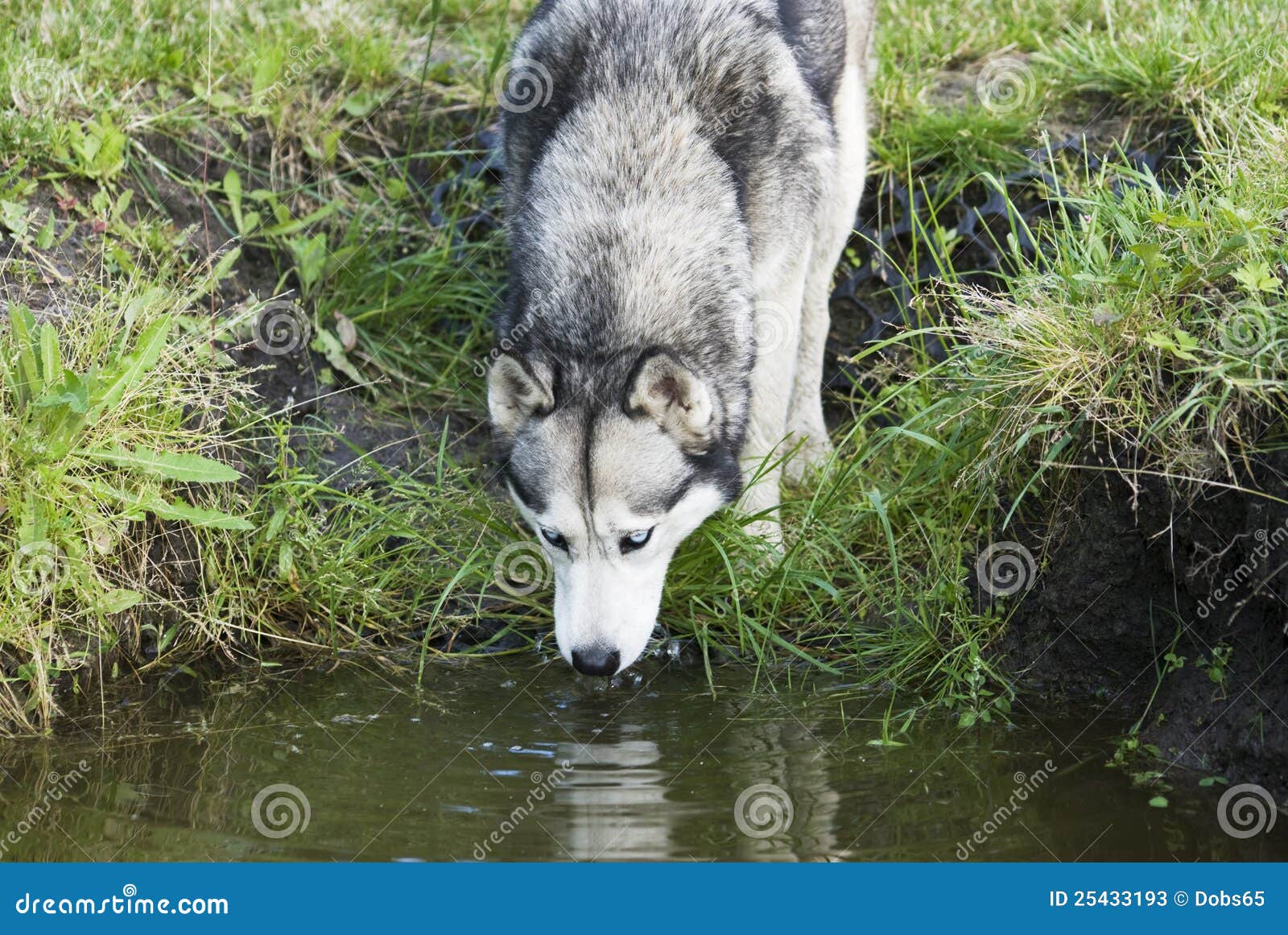 Dog drinking water stock image. Image of portrait, animal 25433193