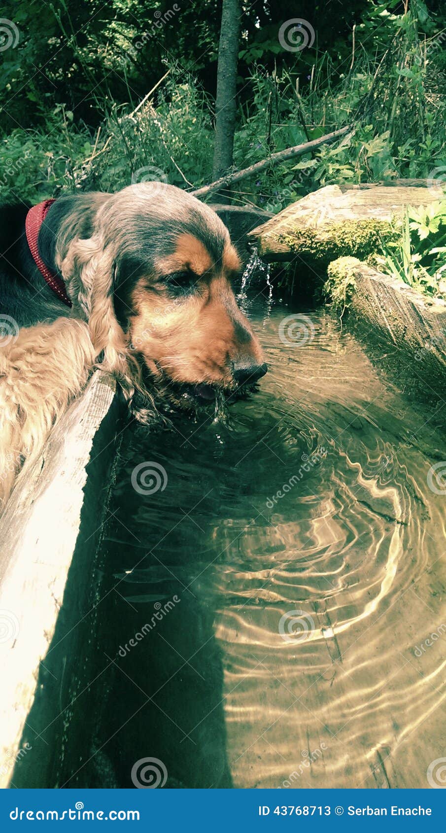 Dog drinking water stock image. Image of green, track 43768713