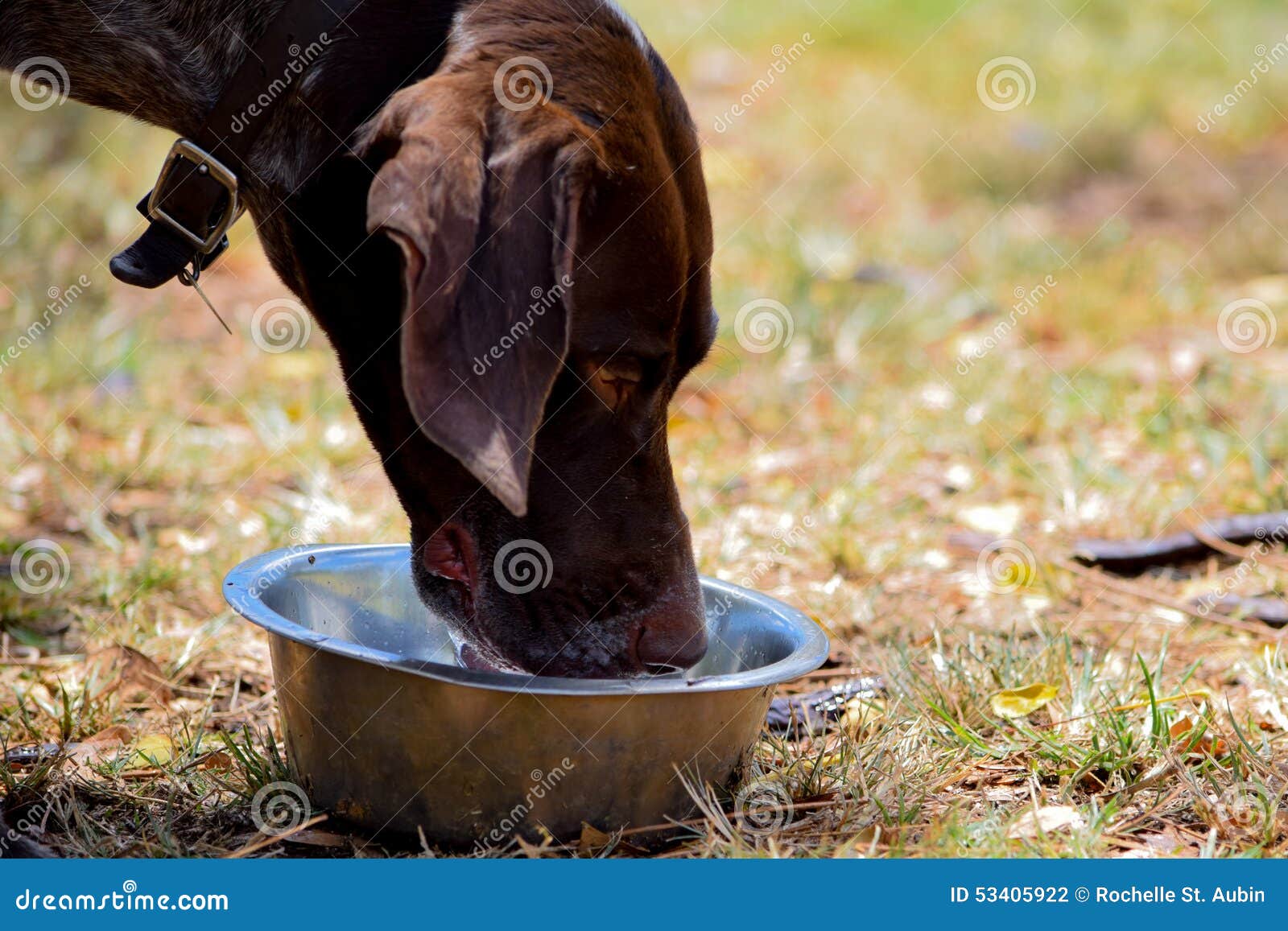 Dog drinking water stock photo. Image of drinking, water 53405922