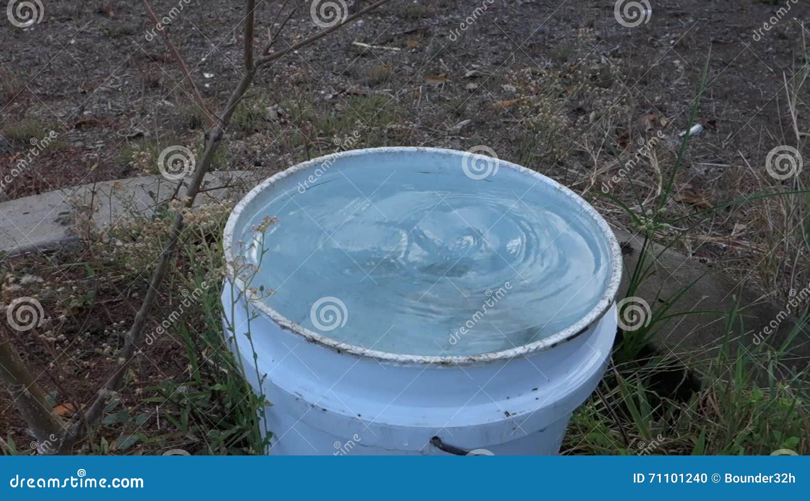 A Dog Drinking Water Dripping into a Bucket in the Tropics Stock