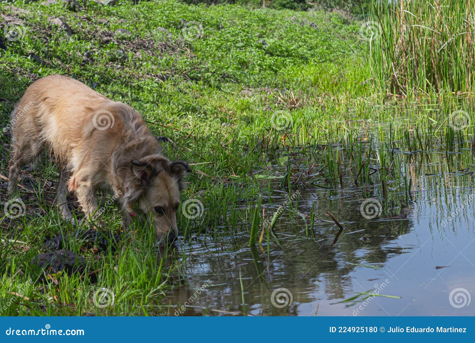 Dog Drinking Water in the Forest Stock Photo Image of hair, pond
