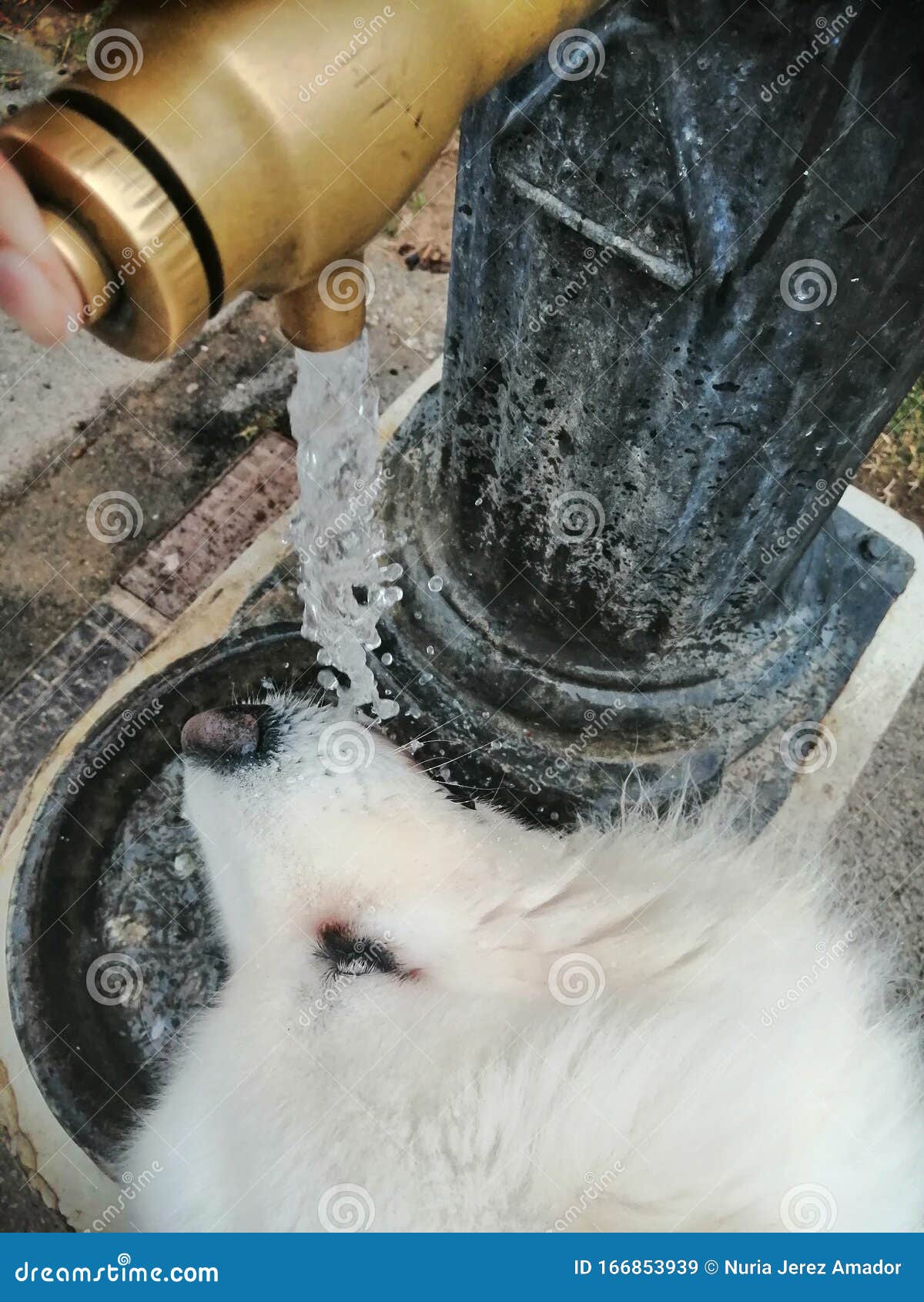 Dog Drinking Water from a Fountain Stock Image Image of drinking