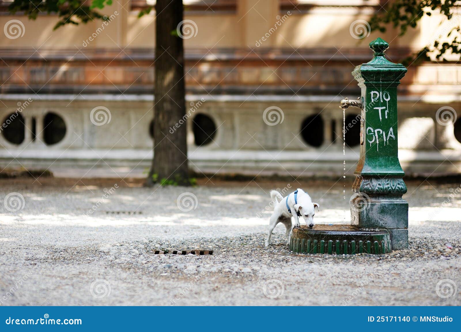 Dog Drinking Water from a Fountain Stock Photo Image of thirsty