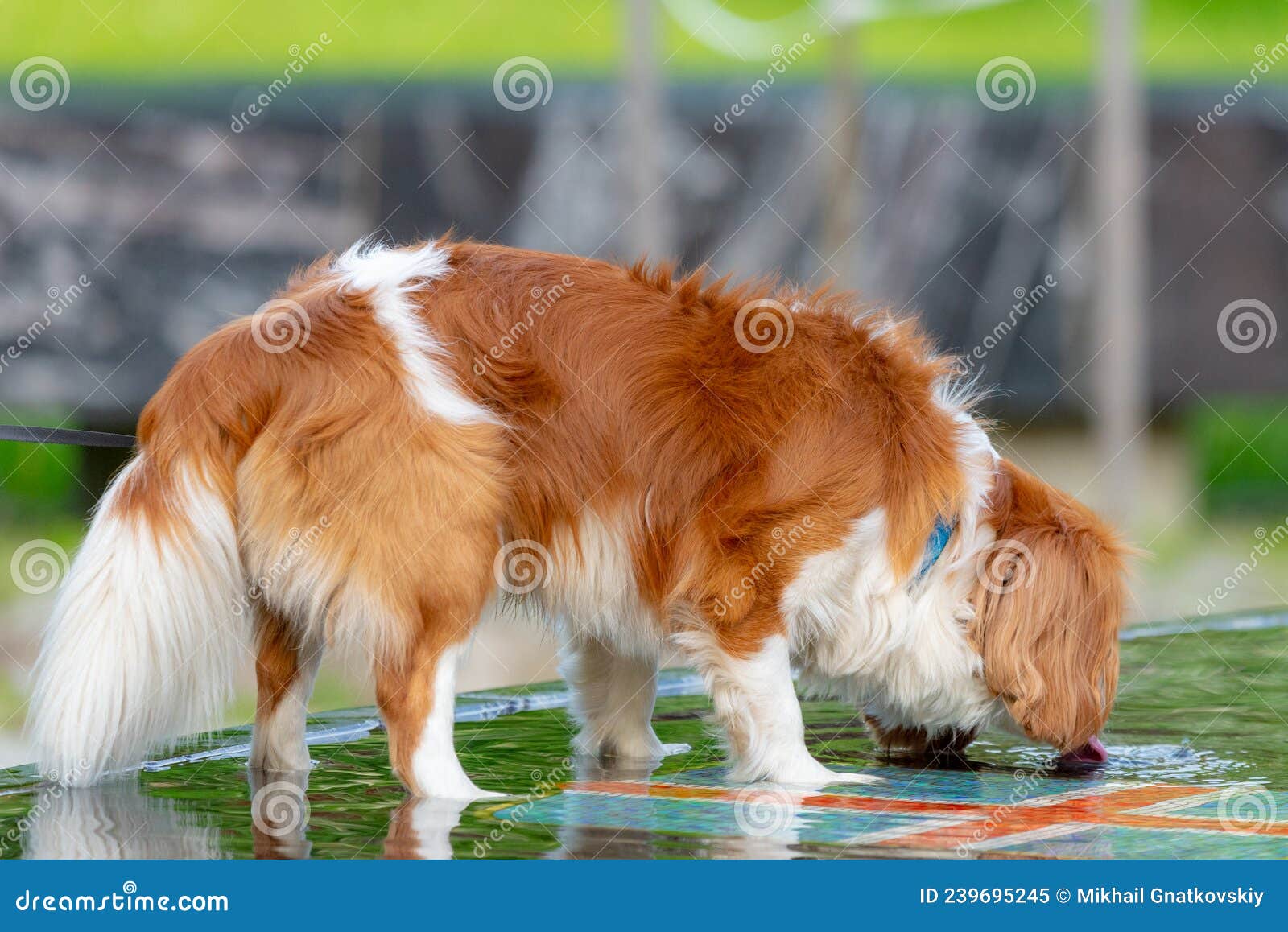 Dog Drinking Water from a Fountain in Park Stock Image Image of doggy
