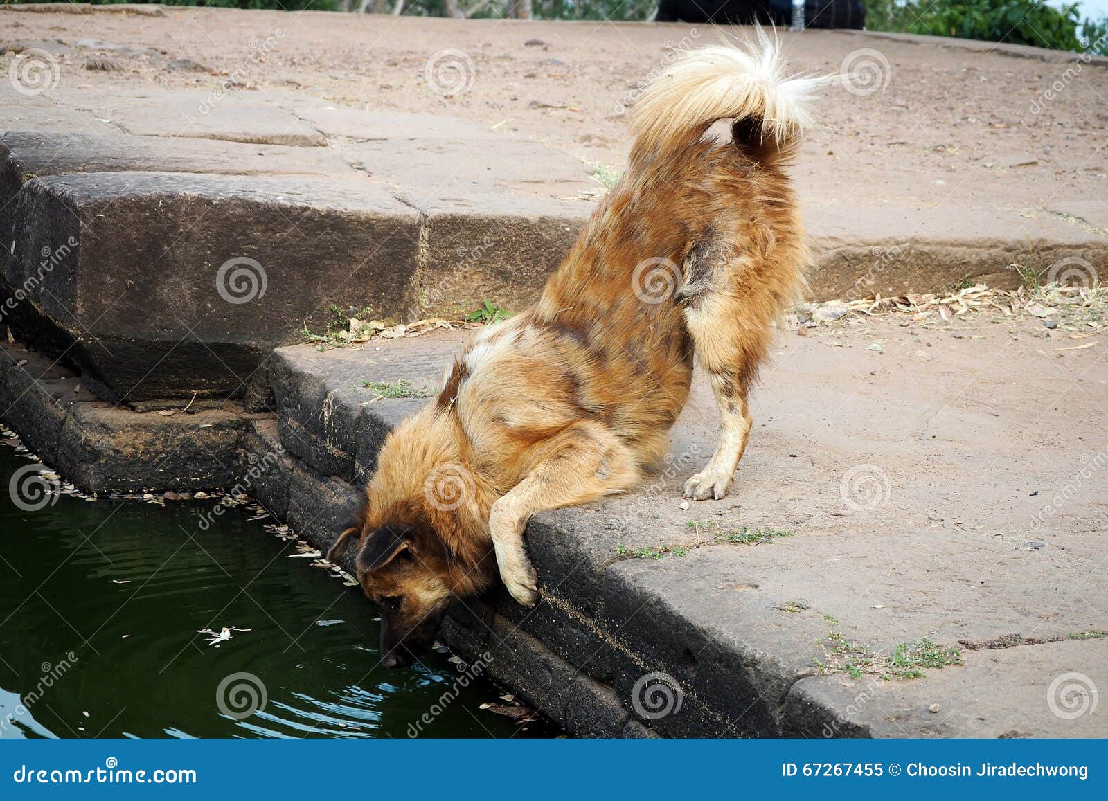Dog drinking water stock image. Image of shepherd, white 67267455
