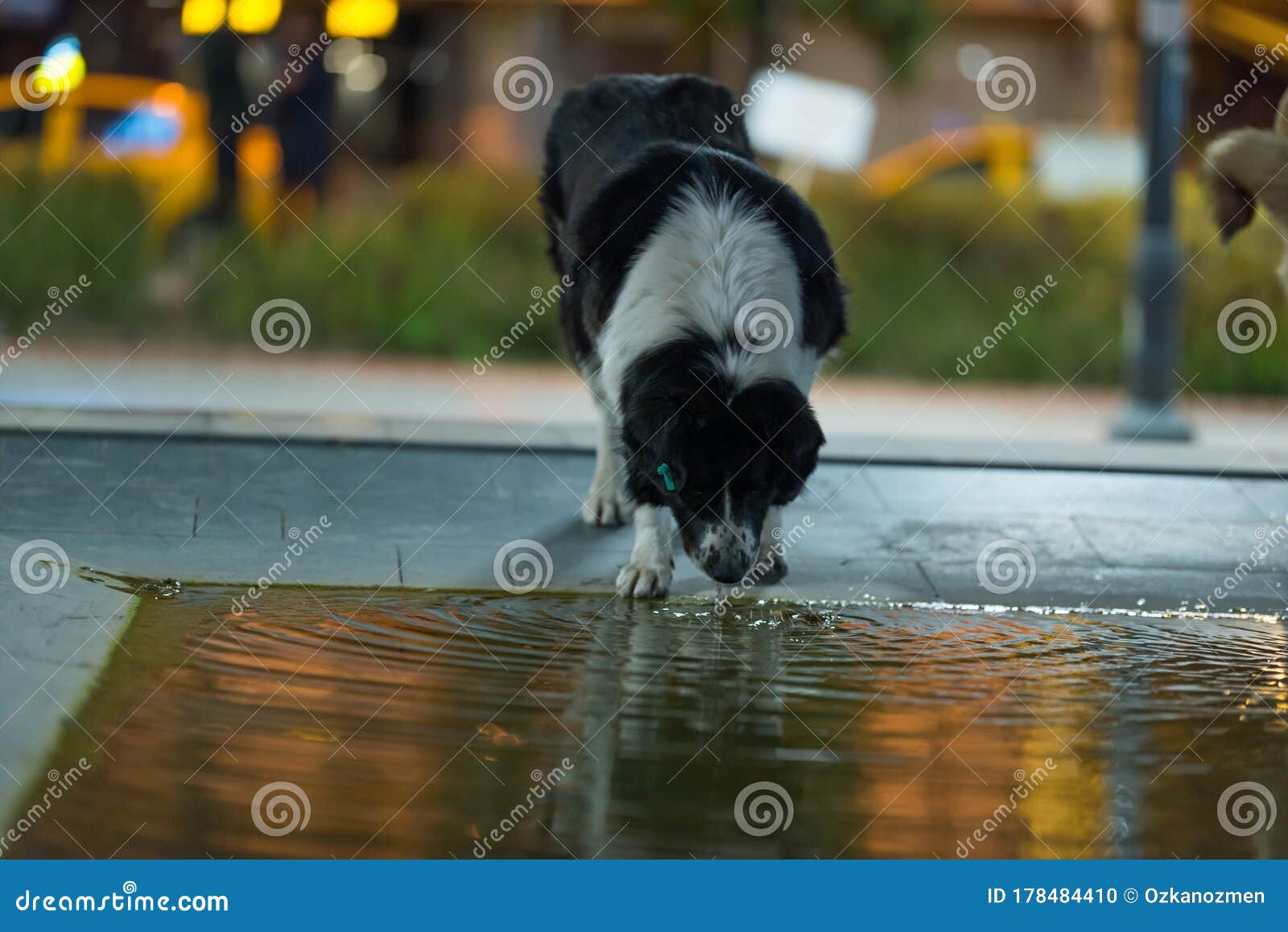 Dog drinking water stock photo. Image of drink, lick 178484410