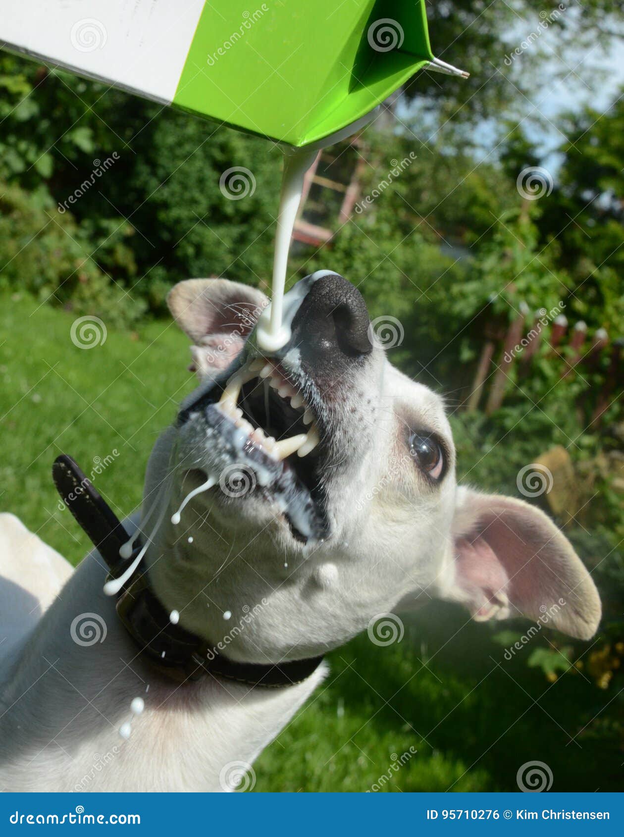 Dog Drinks Milk with Some Spill Stock Photo Image of smack, milk