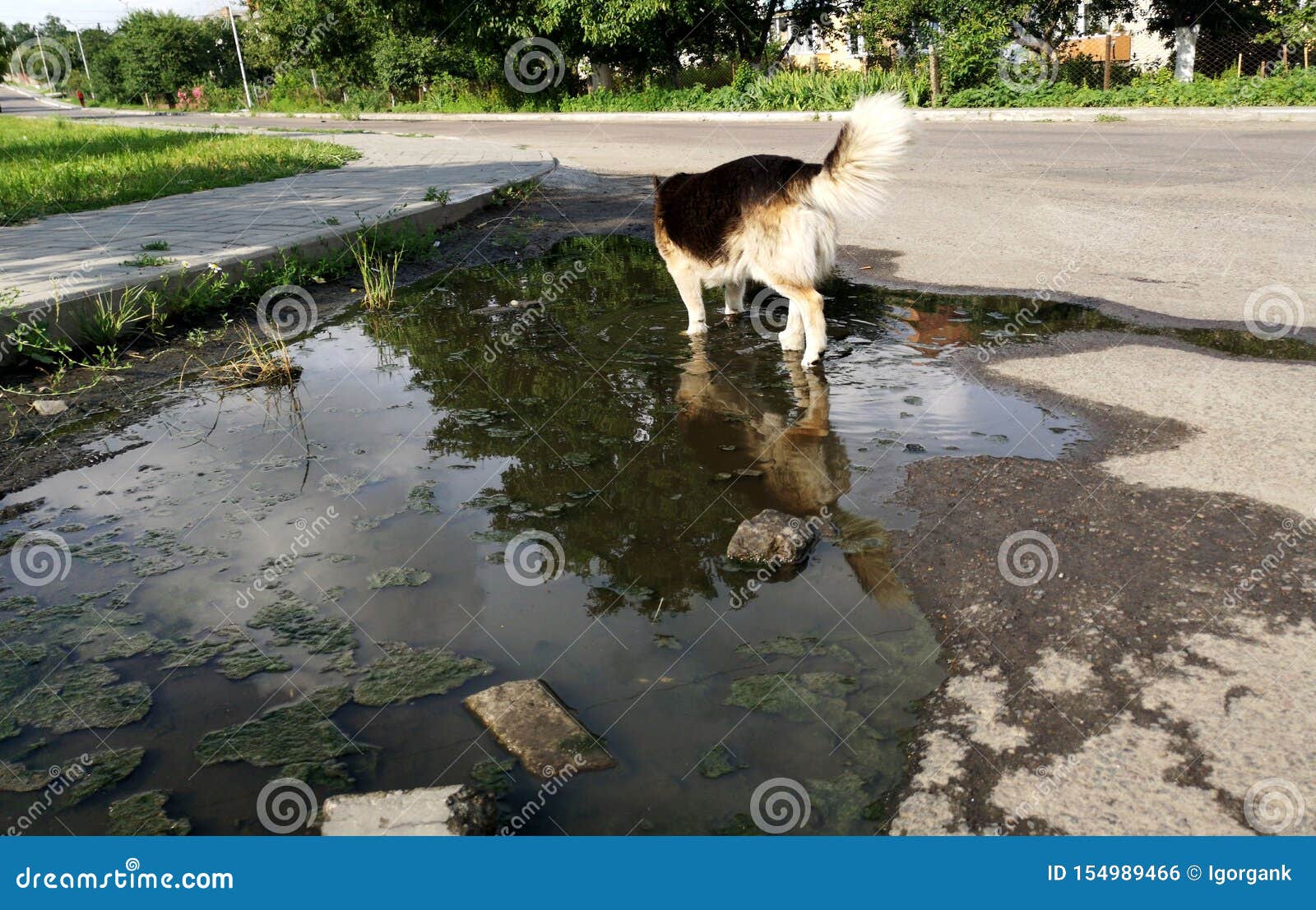 Dog Drinks Water from a Puddle Stock Photo Image of nose, marsh
