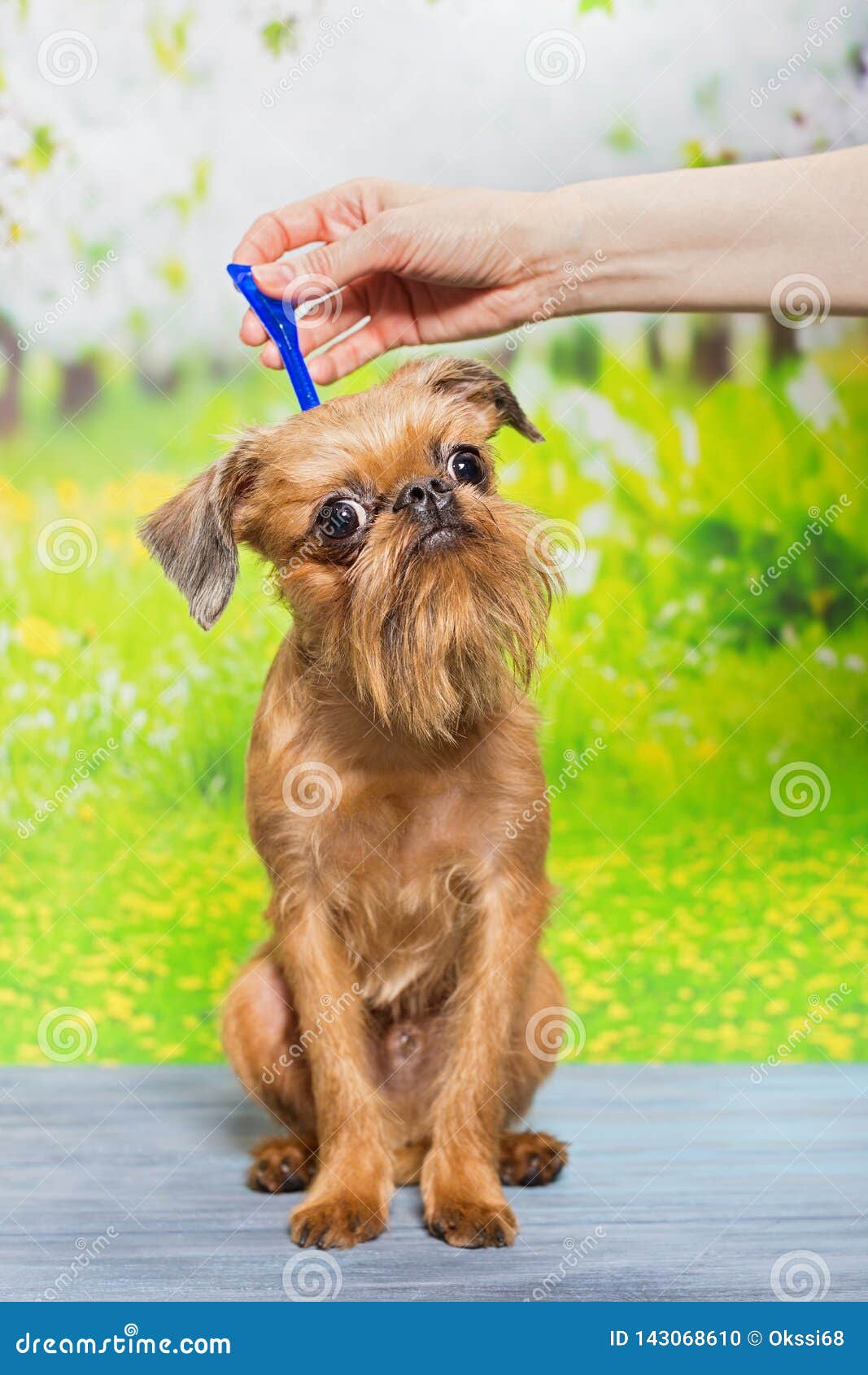 Dog Drip Drops from Fleas and Ticks Stock Photo - Image of nature ...