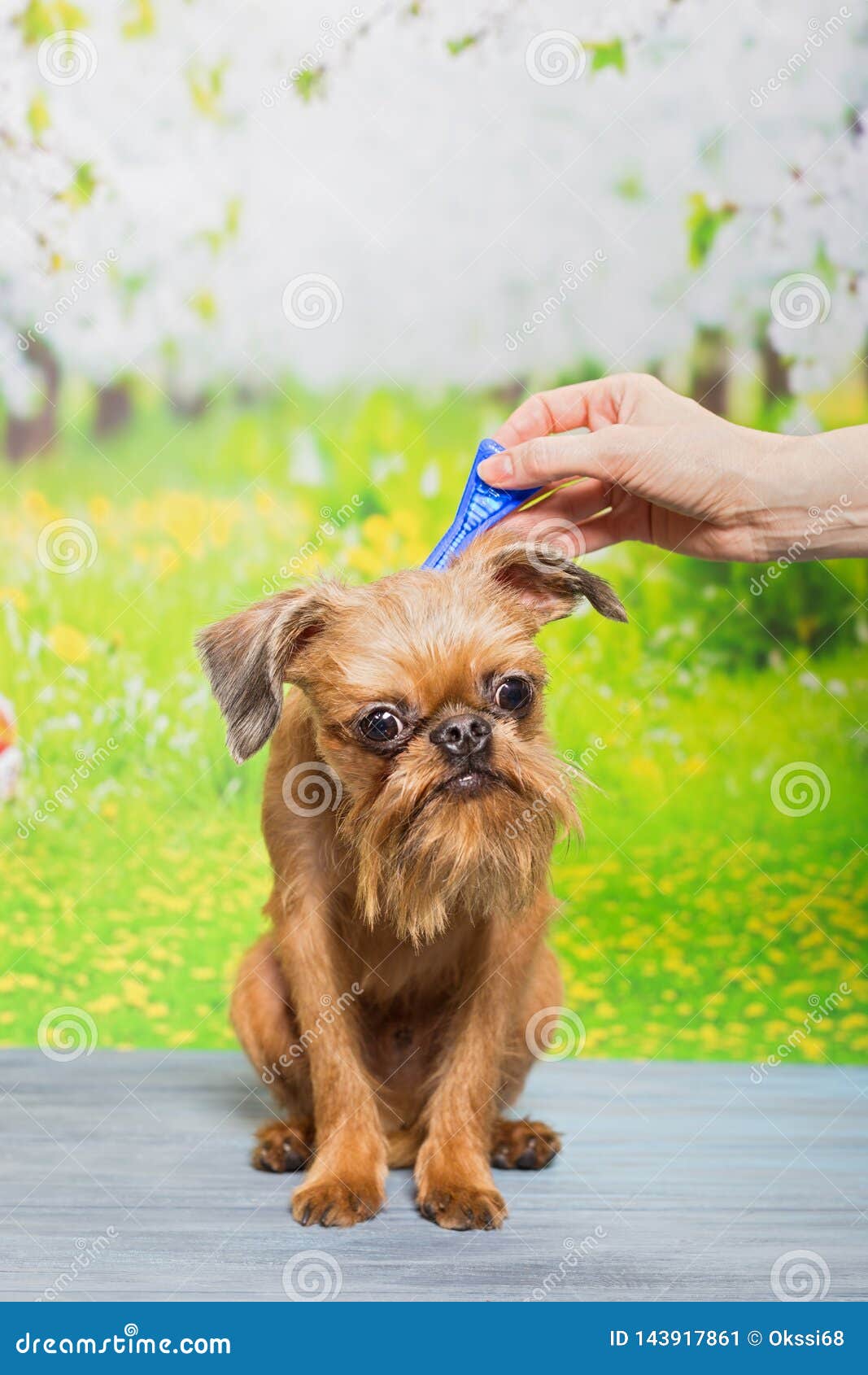 Dog Drip Drops from Fleas and Ticks Stock Image - Image of hair, people ...