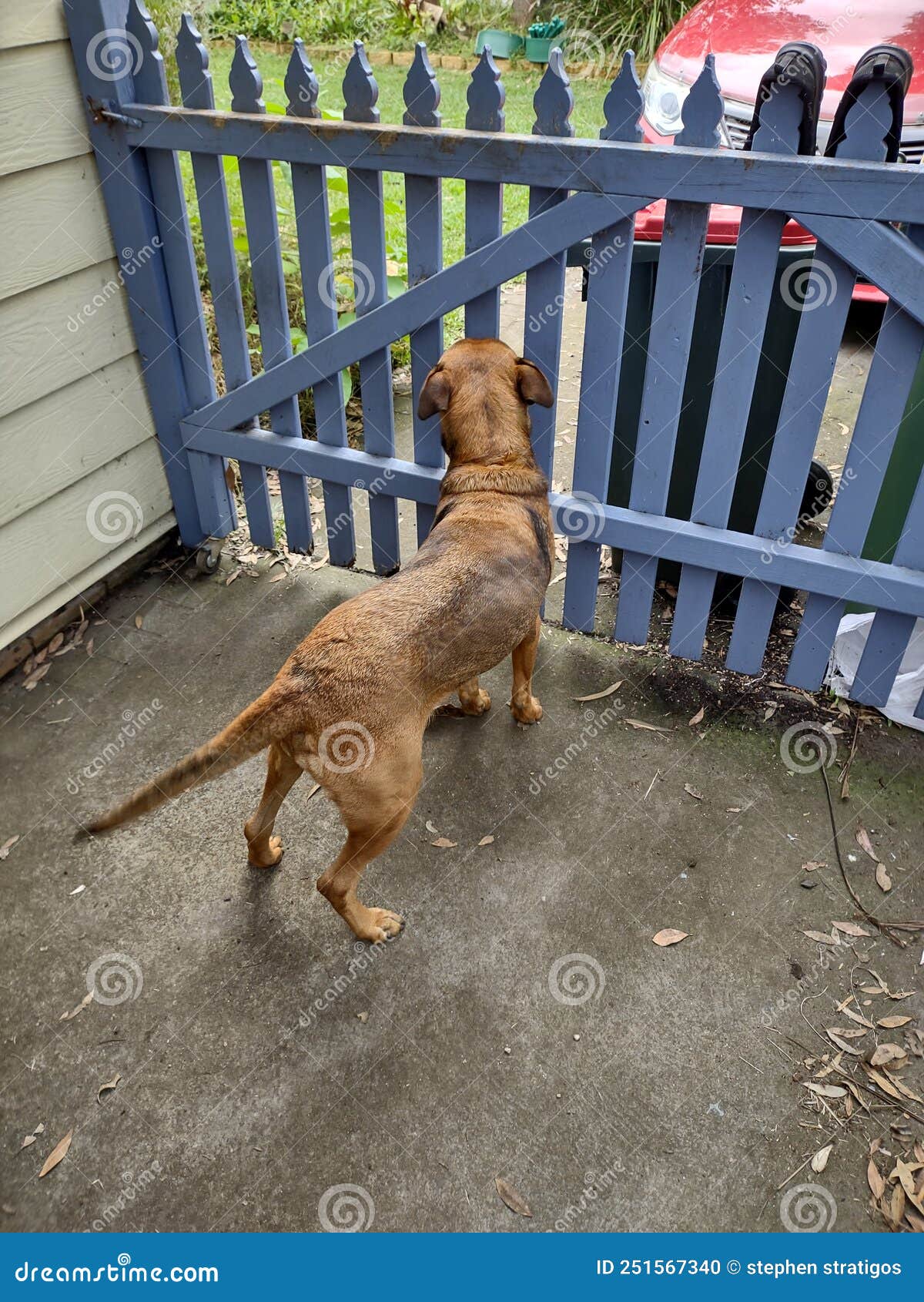 Dog on driveway by gate 4 stock photo. Image of tree 251567340