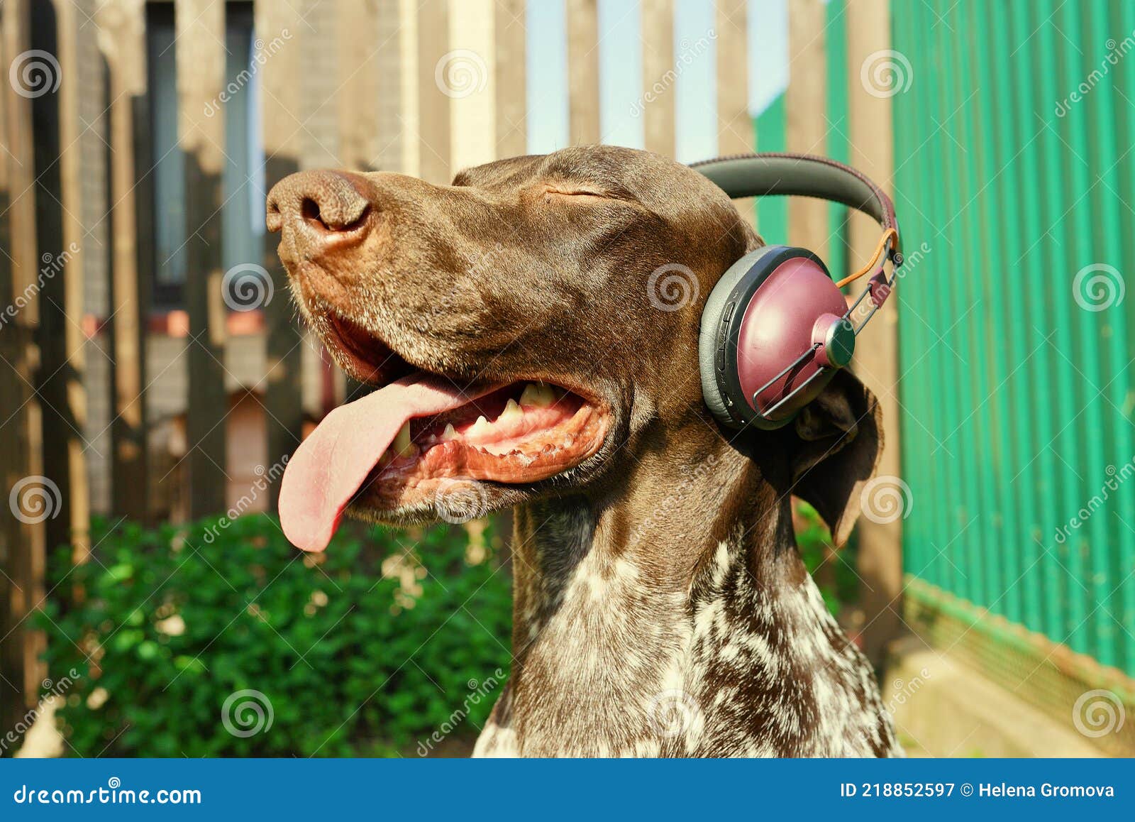 Dog with Earphones Listening To Music. Funny Pets Background. Happy Moments.  Summer Time Activity. Outdoor Pleasure. Relaxing Stock Image - Image of  time, terrier: 218852597