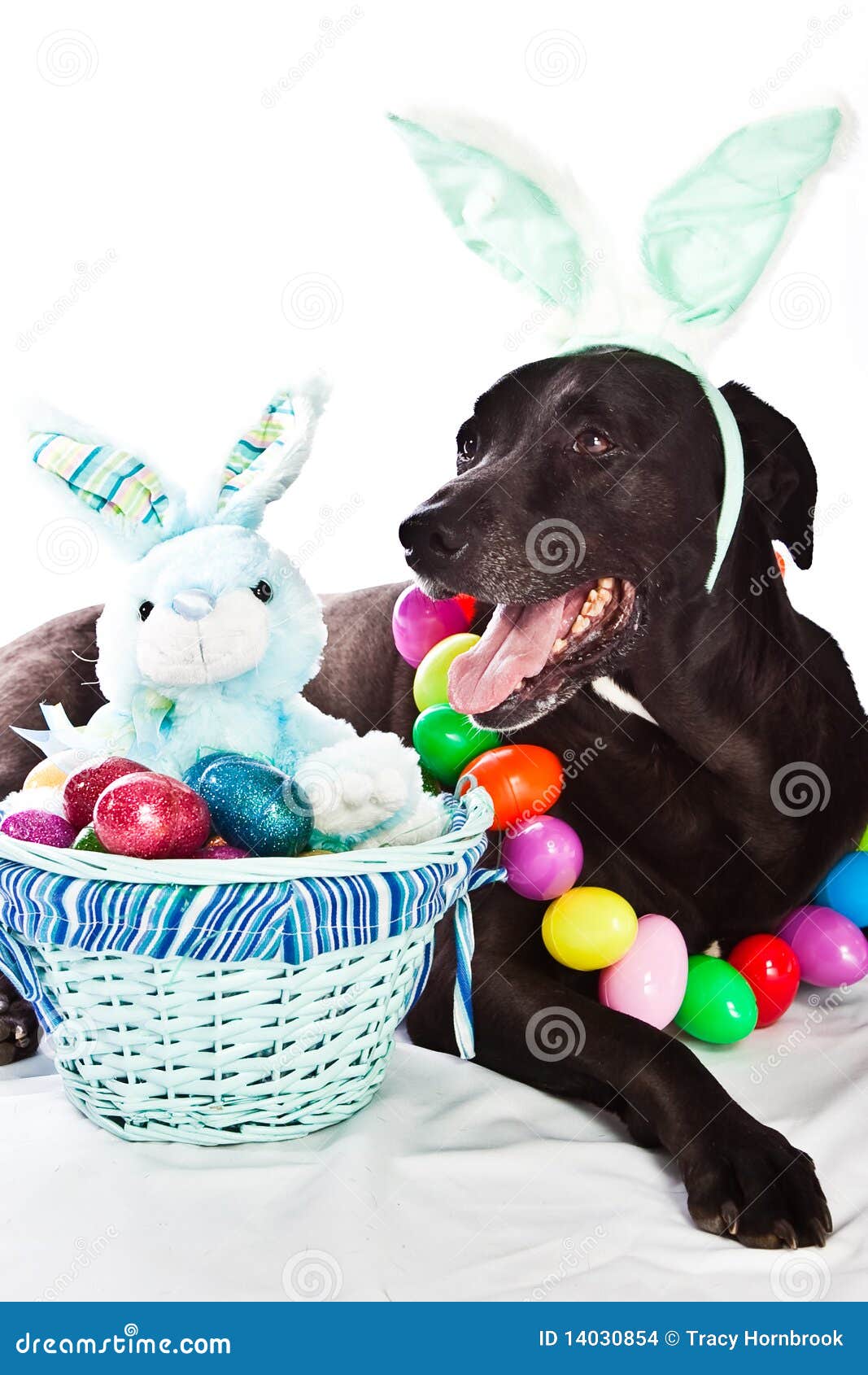 Dog And Easter Basket Stock Images - Image: 14030854