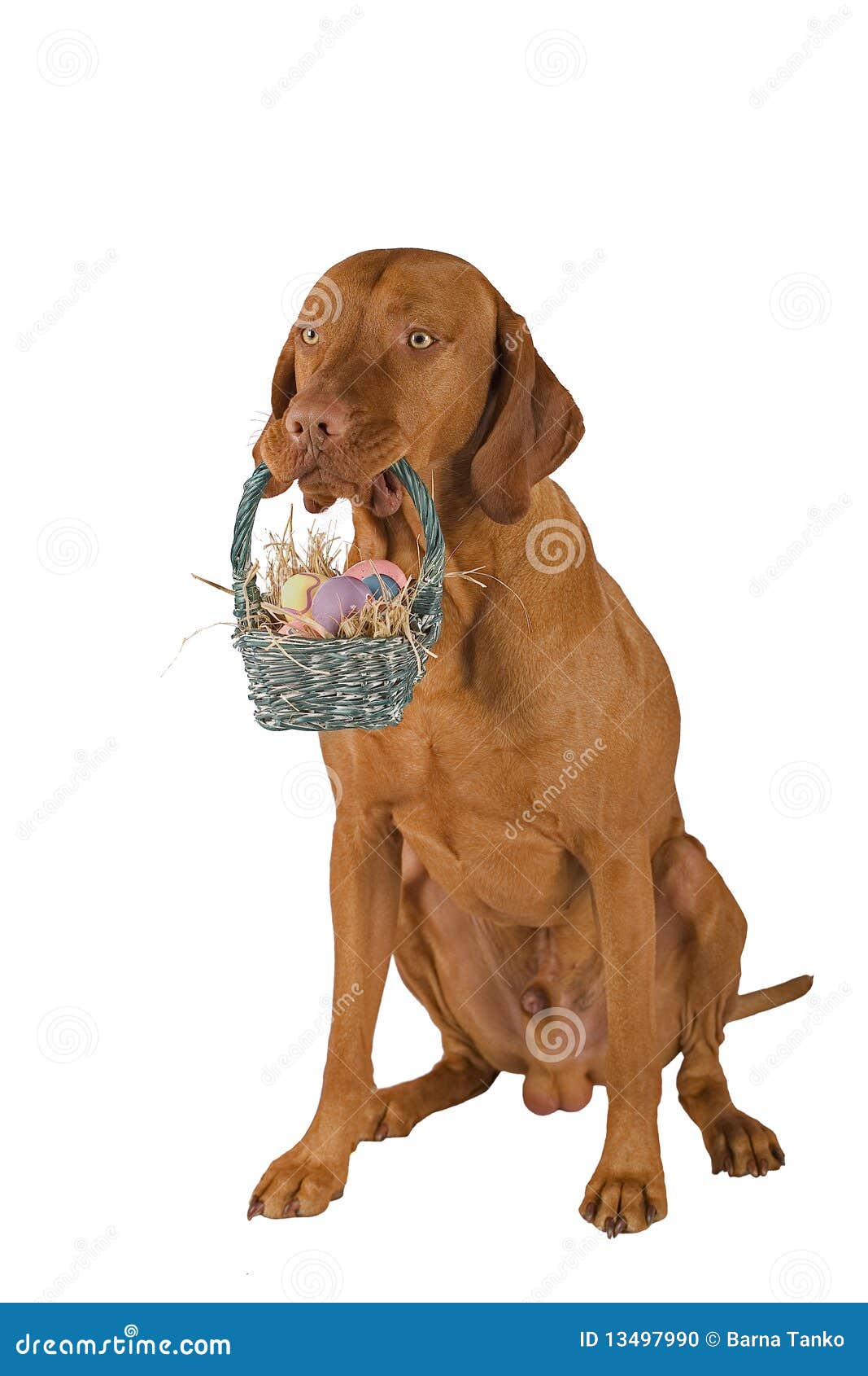 Dog with Easter Basket in Mouth Stock Photo Image of basket, holiday