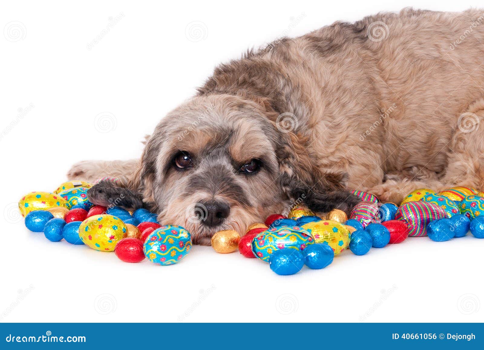 Dog with Easter eggs stock photo. Image of canine, colorful 40661056