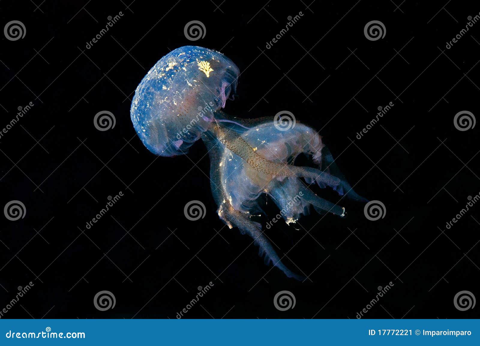 Dog eat Dog jellyfish stock image. Image of jellyfish 17772221