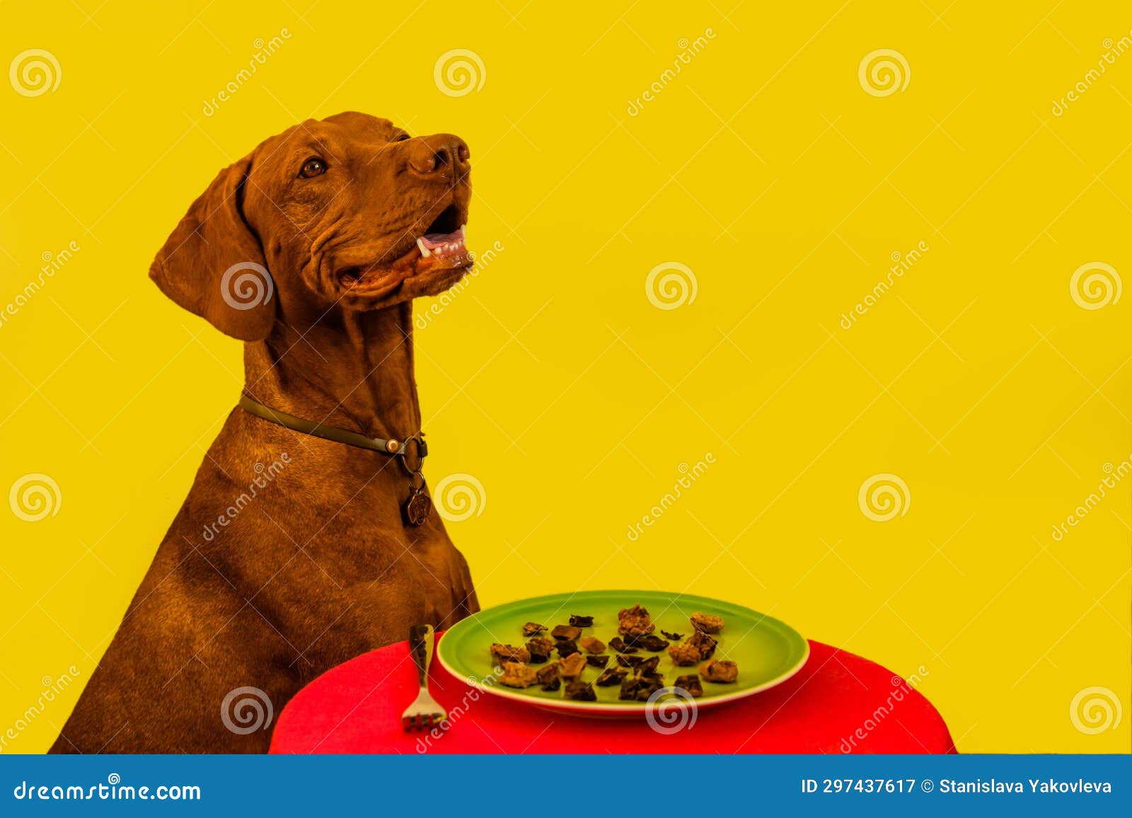 Dog Eat Dog Food on a Yellow Background Stock Image Image of