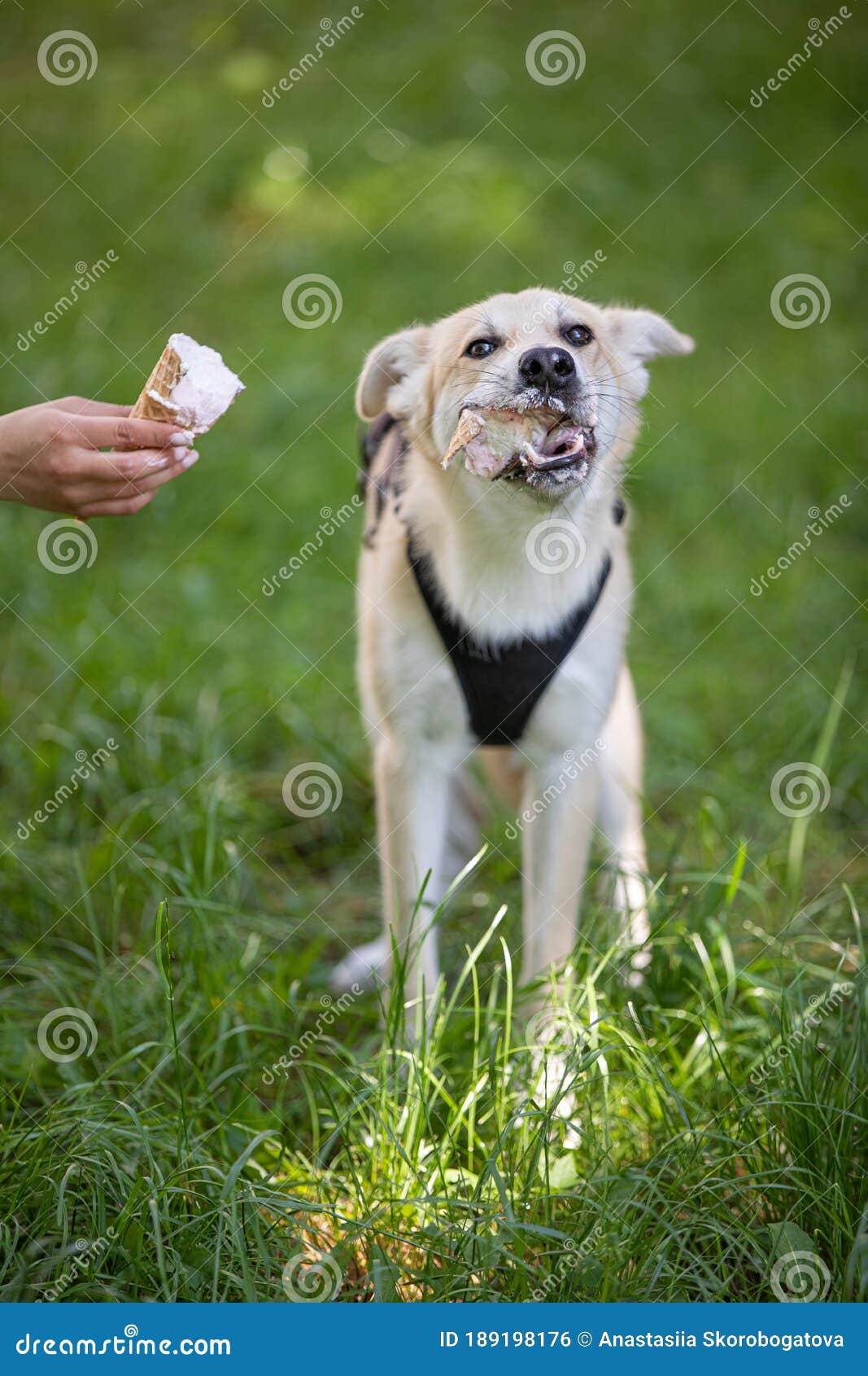 Dog Eat Ice Cream on the Grass Stock Photo Image of dogs, grass