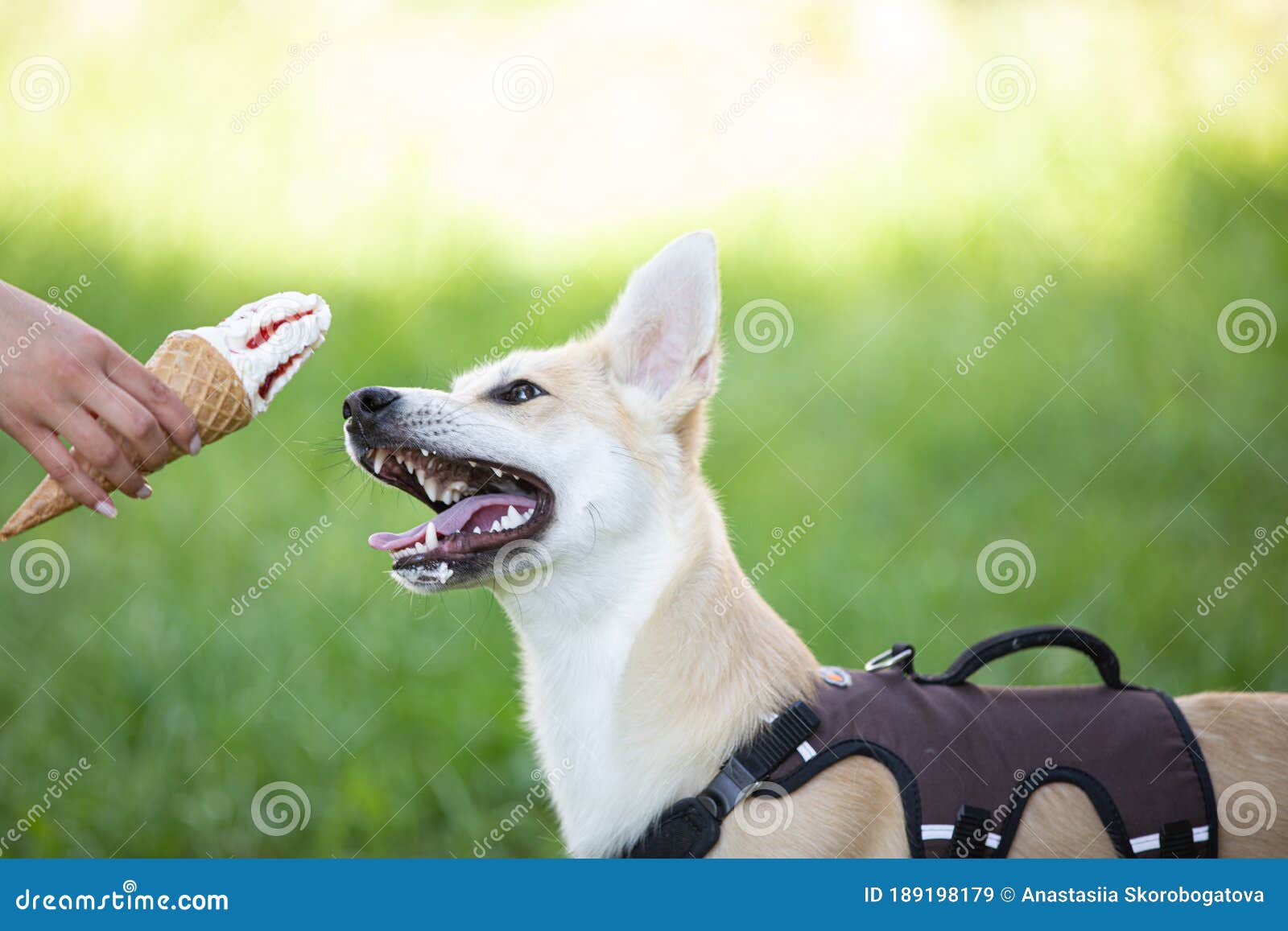 Dog Eat Ice Cream on the Grass Stock Image Image of bite, beige