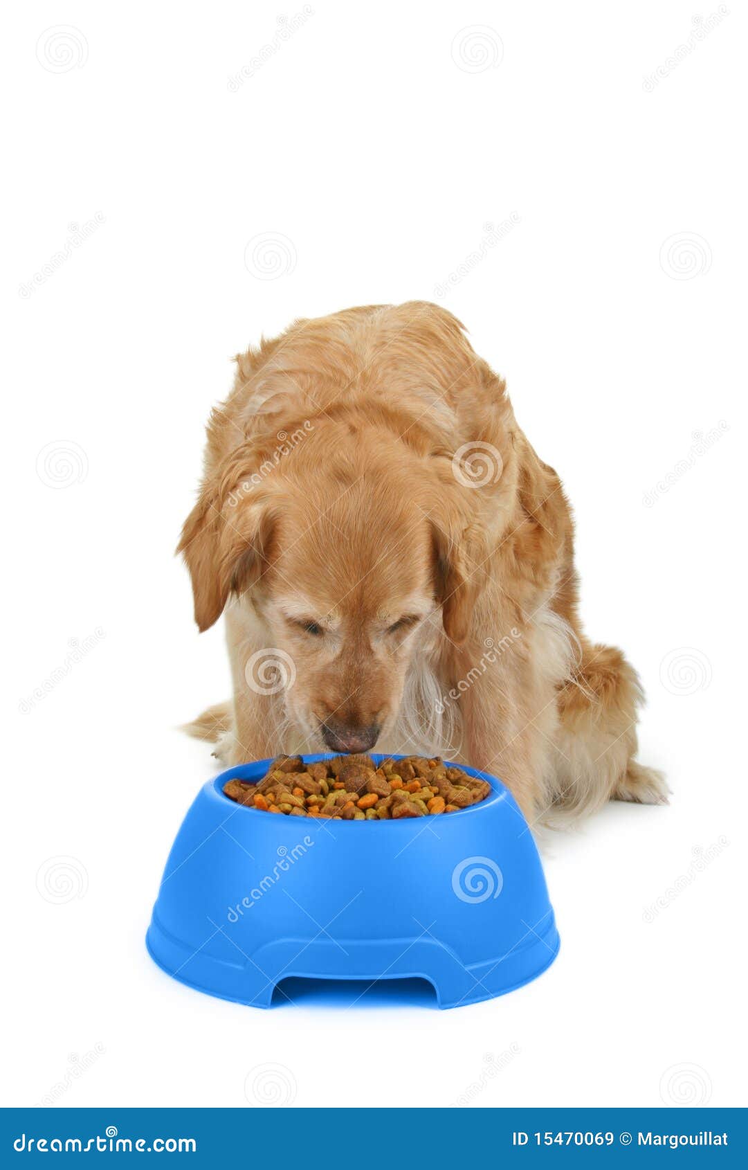 Dog eating stock image. Image of white, isolated, food 15470069